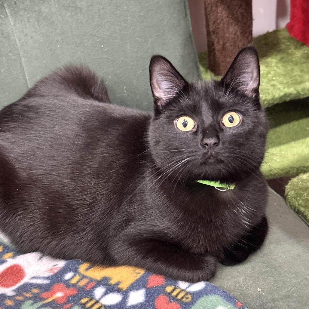 Enlarge Zoom, a Adoptable Domestic Short Hair in Leechburg, PA image 2/5