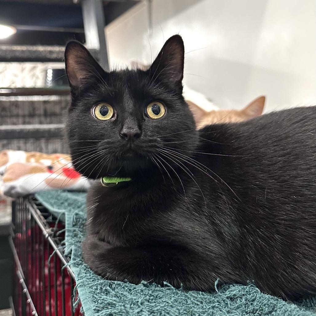 Enlarge Zoom, a Adoptable Domestic Short Hair in Leechburg, PA image 1/5