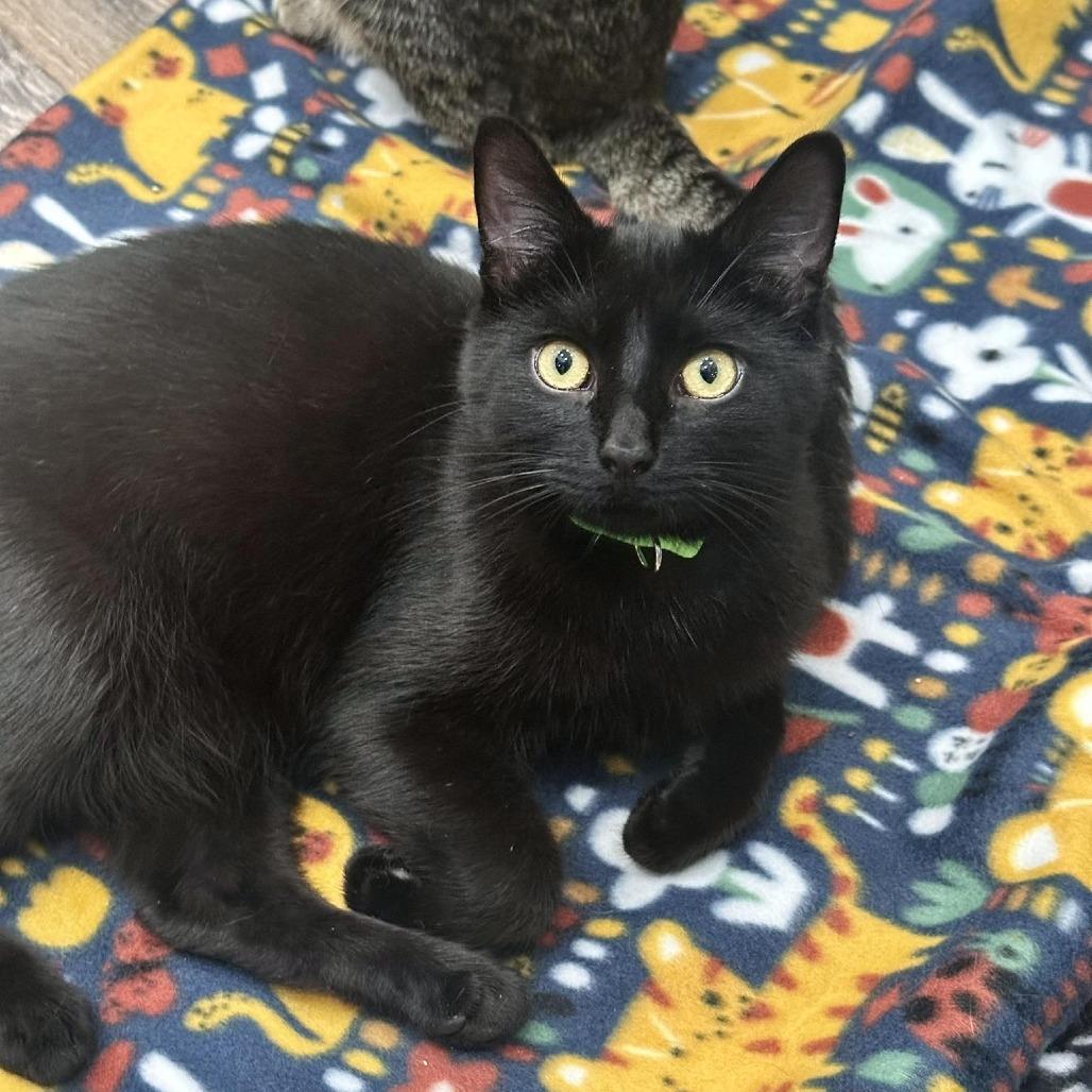 Enlarge Zoom, a Adoptable Domestic Short Hair in Leechburg, PA image 3/5