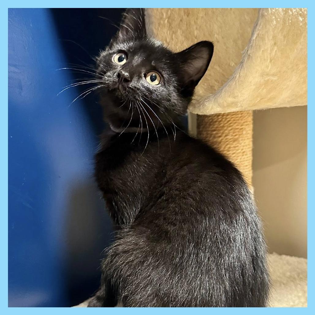 Enlarge Zoom, a Adoptable Domestic Short Hair in Leechburg, PA image 4/5