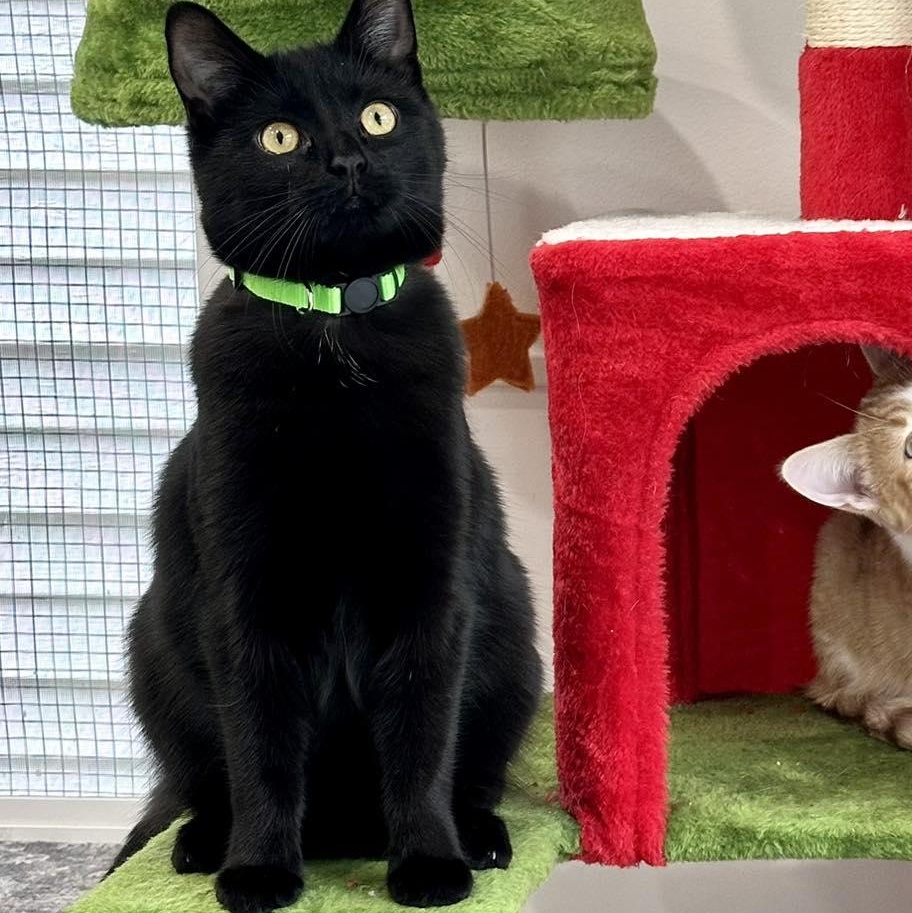 Zoom, Adoptable, Young Male Domestic Short Hair.