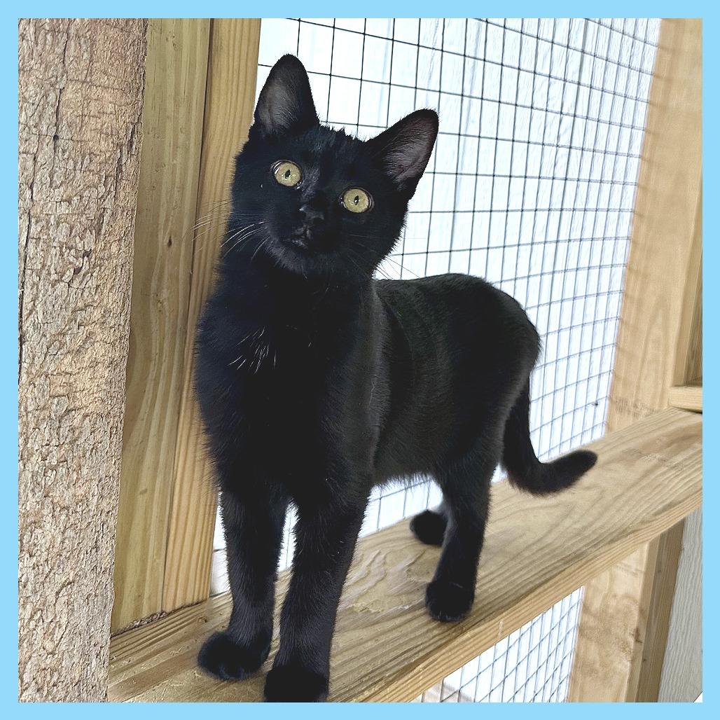 Enlarge Zoom, a Adoptable Domestic Short Hair in Leechburg, PA image 5/5