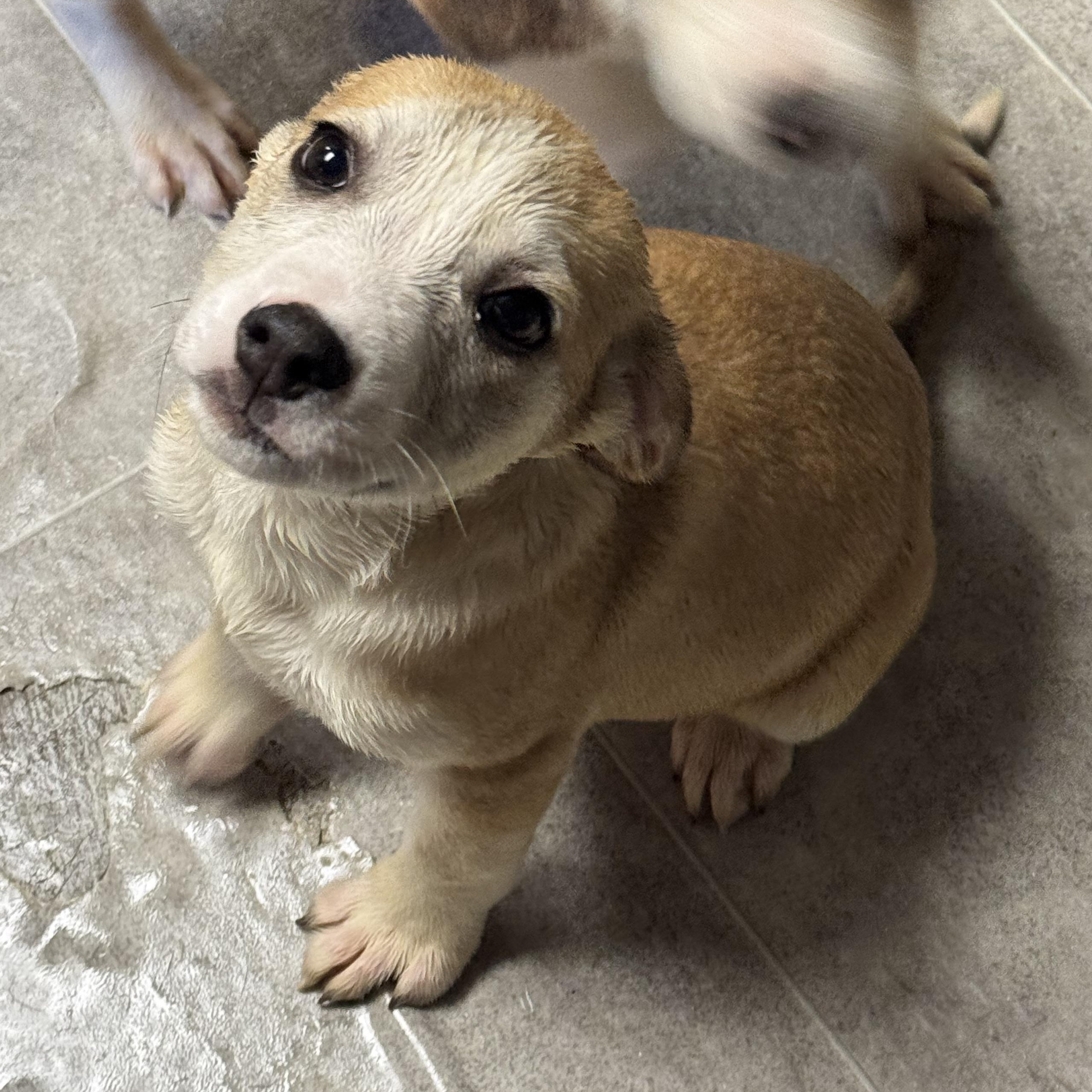 Enlarge Sullivan , a ADOPTABLE Mixed Breed in Fredericksburg, VA image 4/5