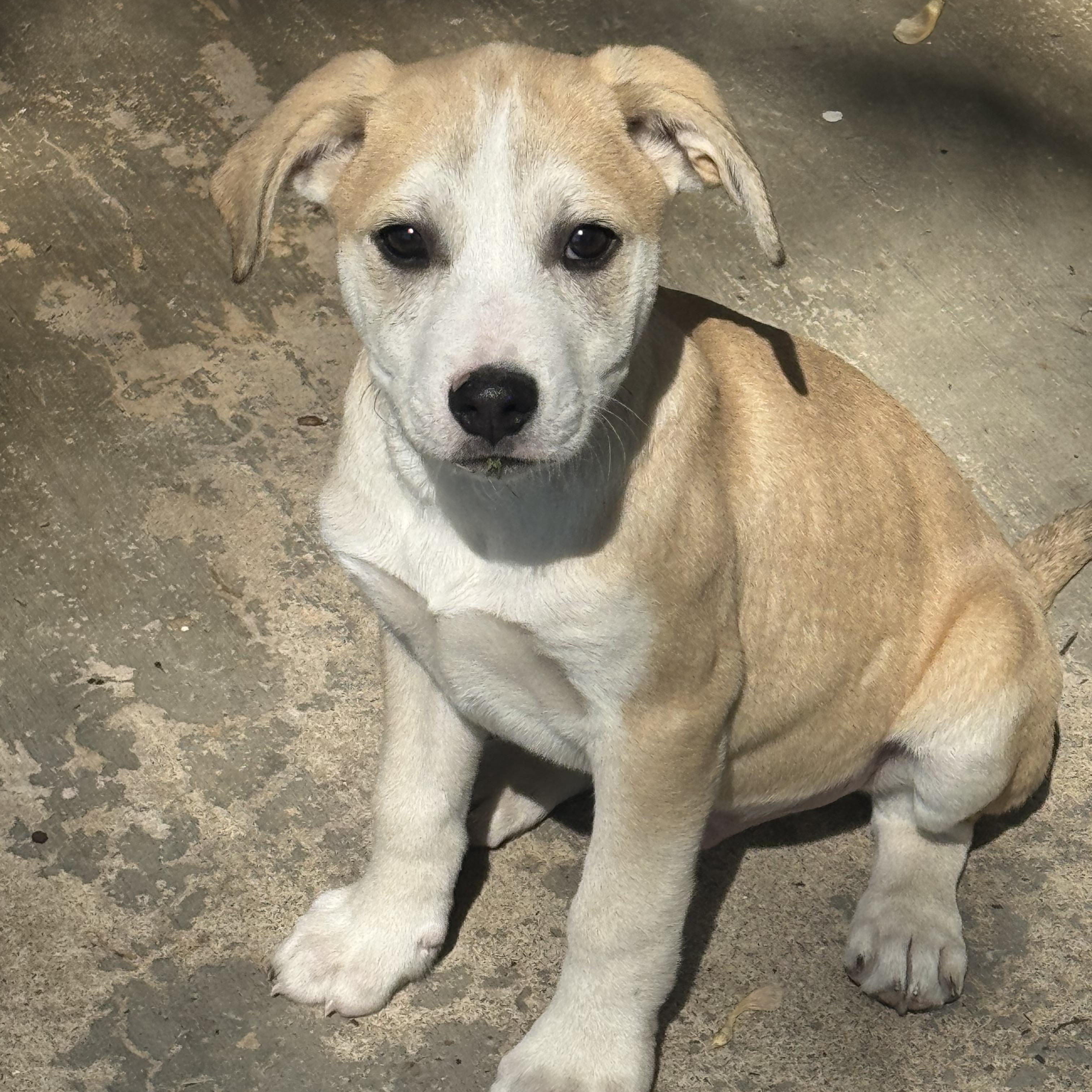 Enlarge Sullivan , a ADOPTABLE Mixed Breed in Fredericksburg, VA image 6/6