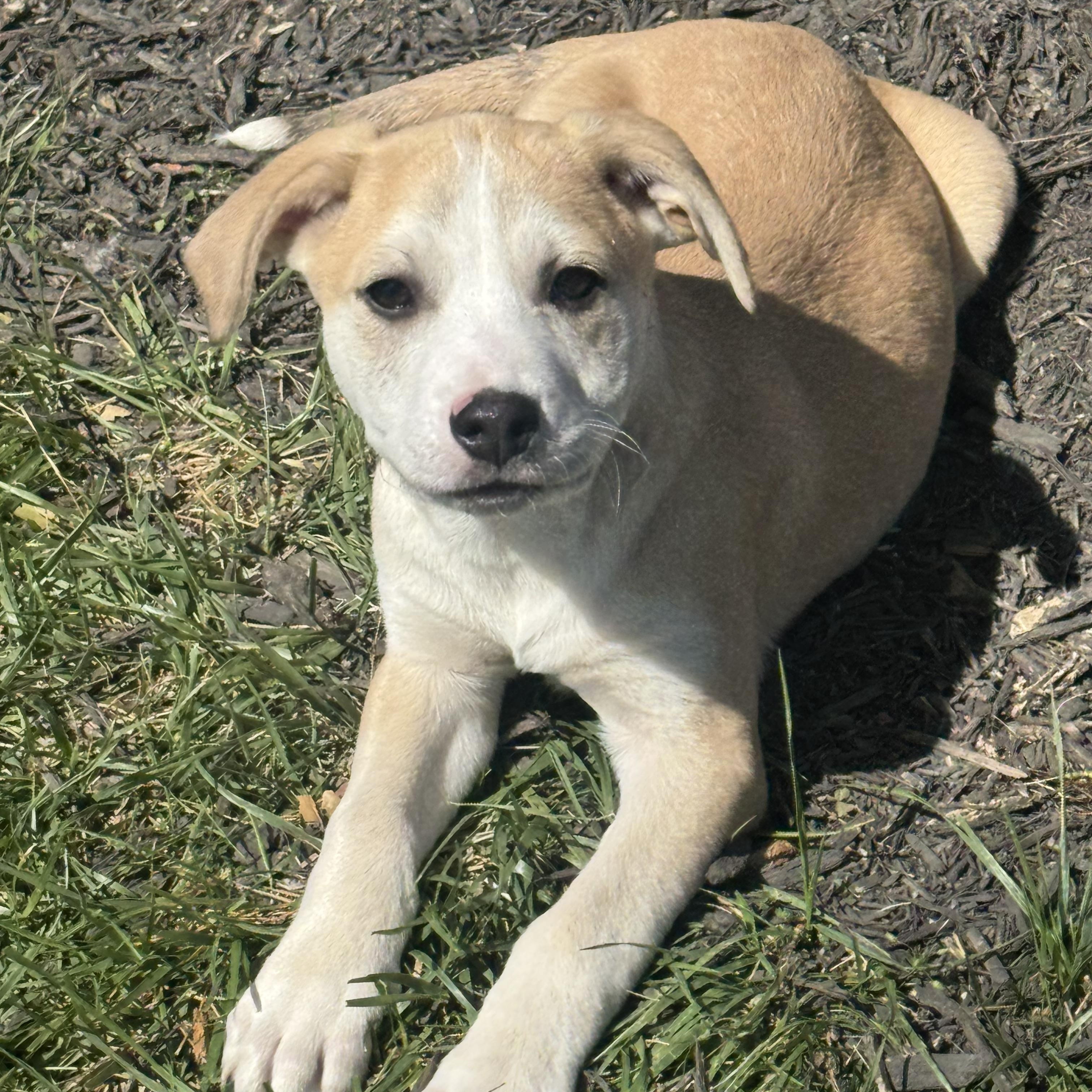 Sullivan , ADOPTABLE, Puppy Male Mixed Breed.