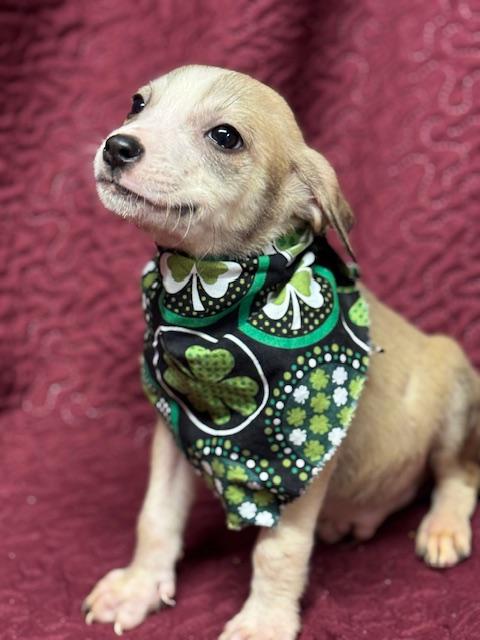 Enlarge Sullivan , a ADOPTABLE Mixed Breed in Fredericksburg, VA image 5/5