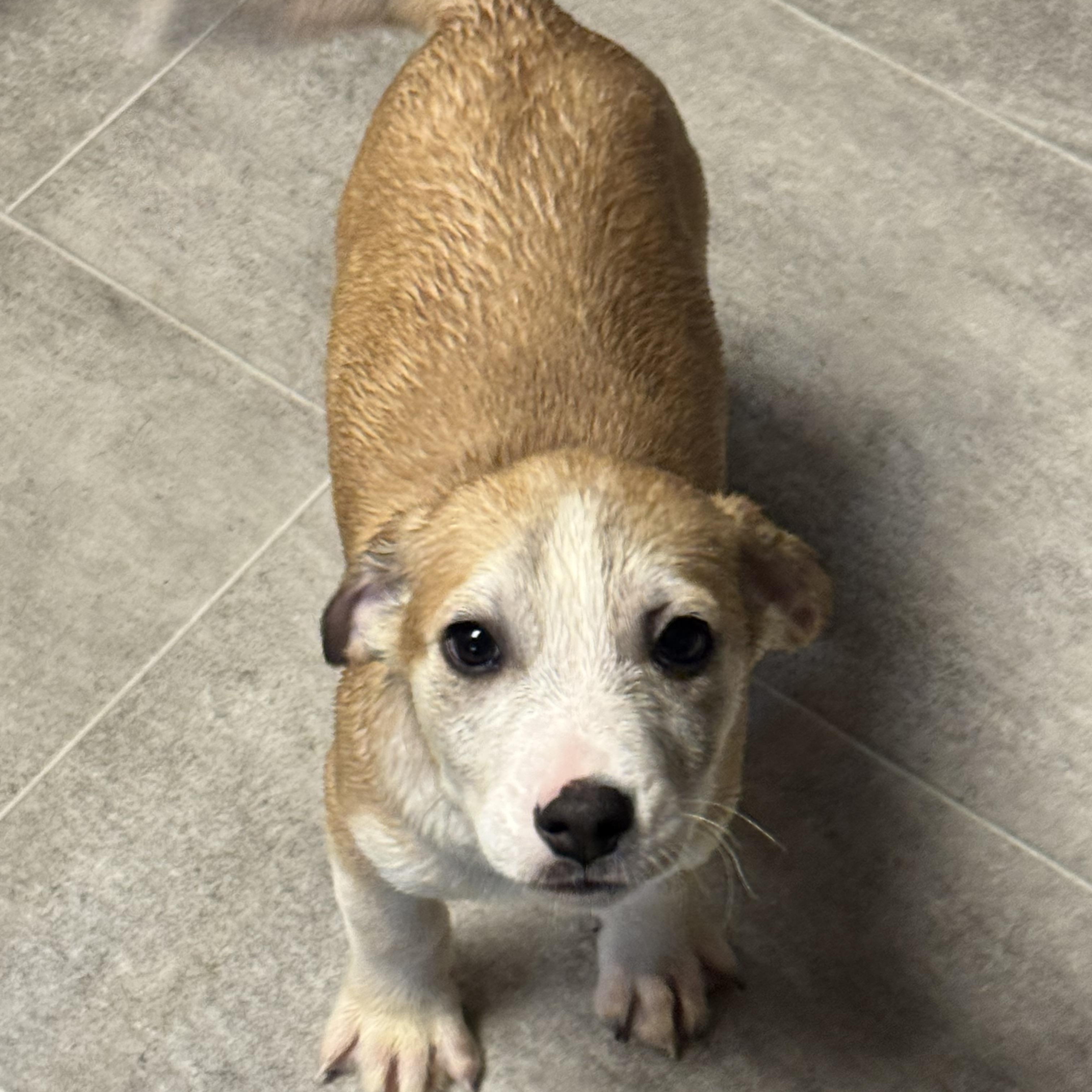 Enlarge Sullivan , a ADOPTABLE Mixed Breed in Fredericksburg, VA image 3/5