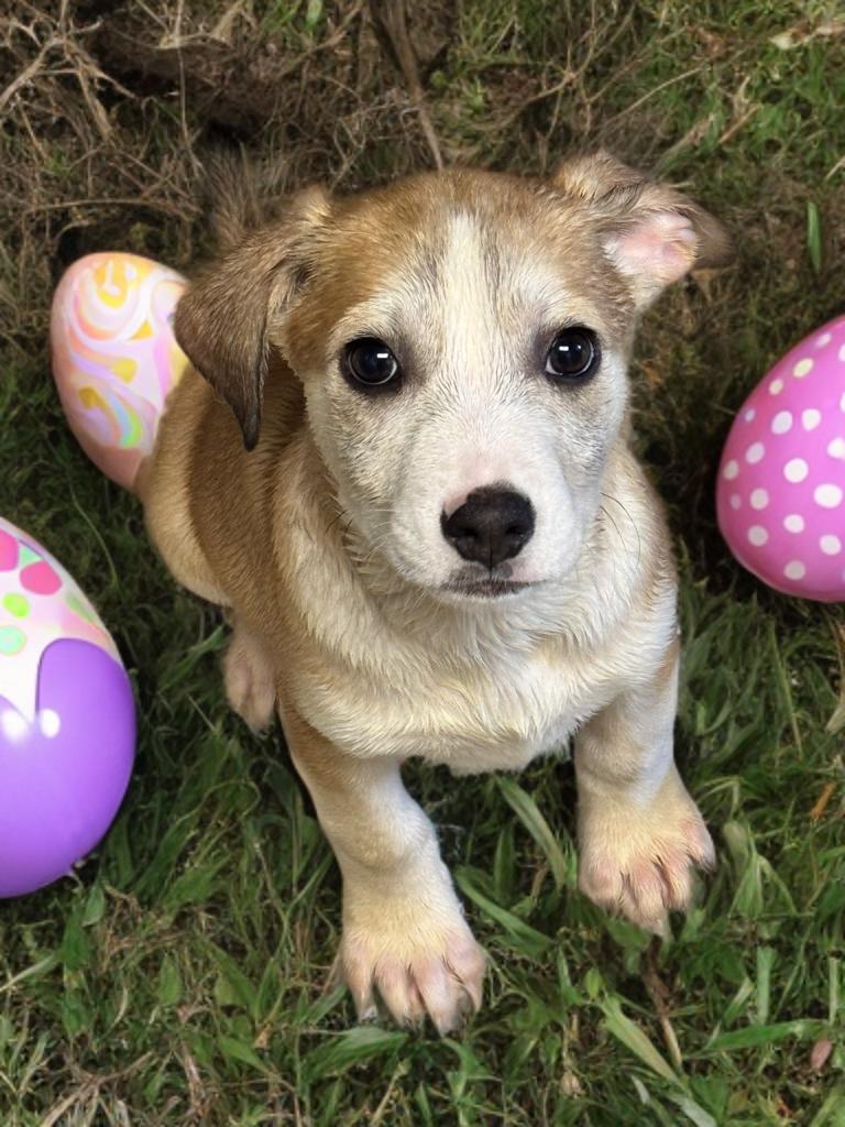 Sullivan , ADOPTABLE, Puppy Male Mixed Breed.