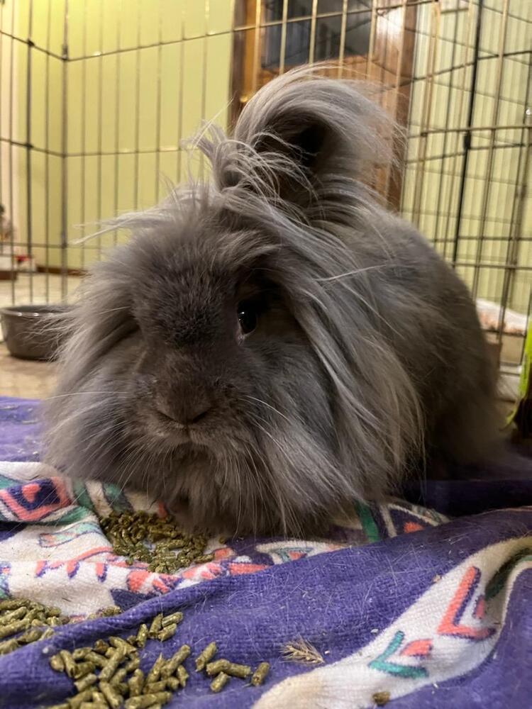 Rockette, Adoptable, Adult Female Lionhead.