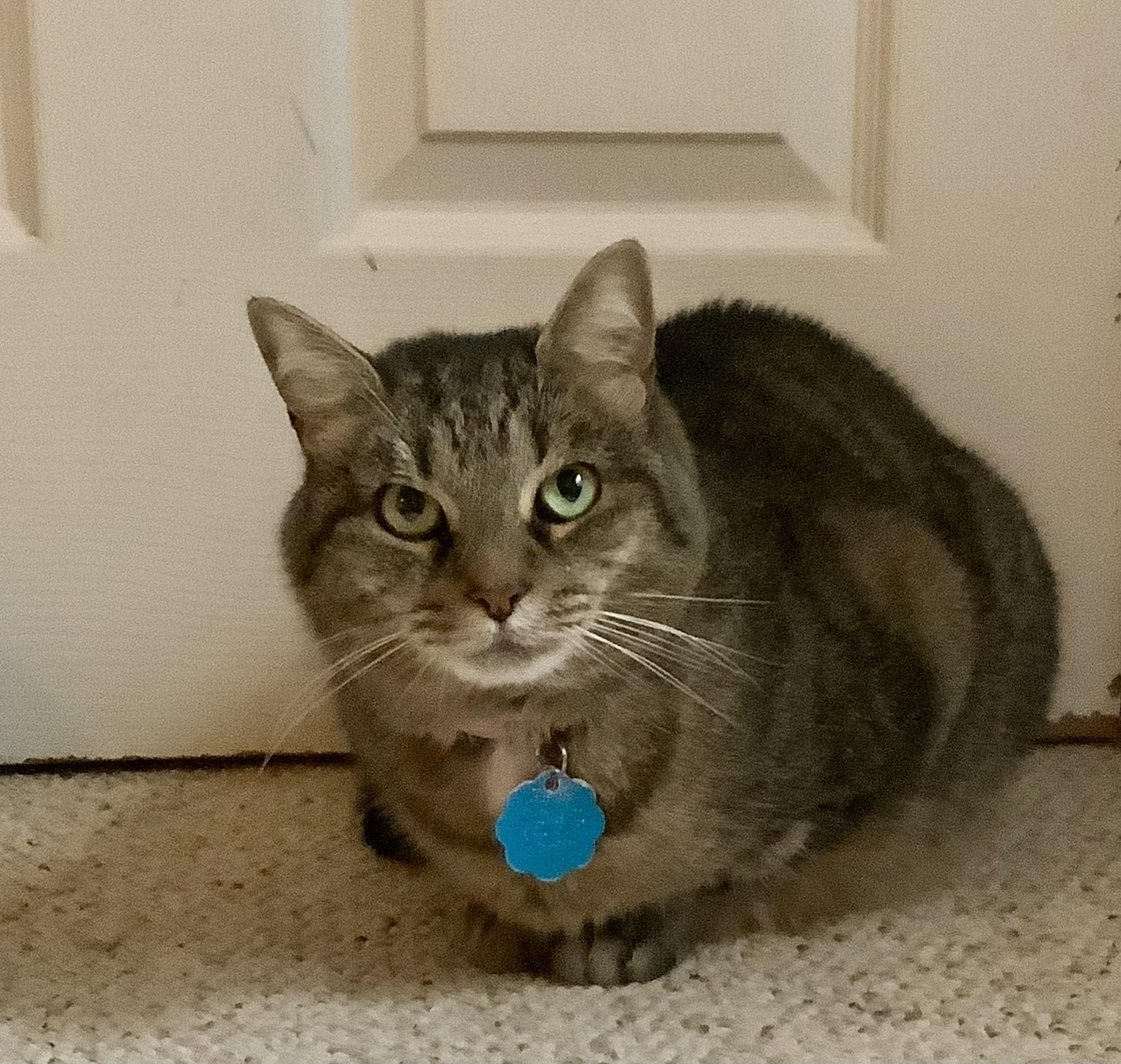 Pistachio, a Adoptable Domestic Short Hair in Sterling, VA image 4/6