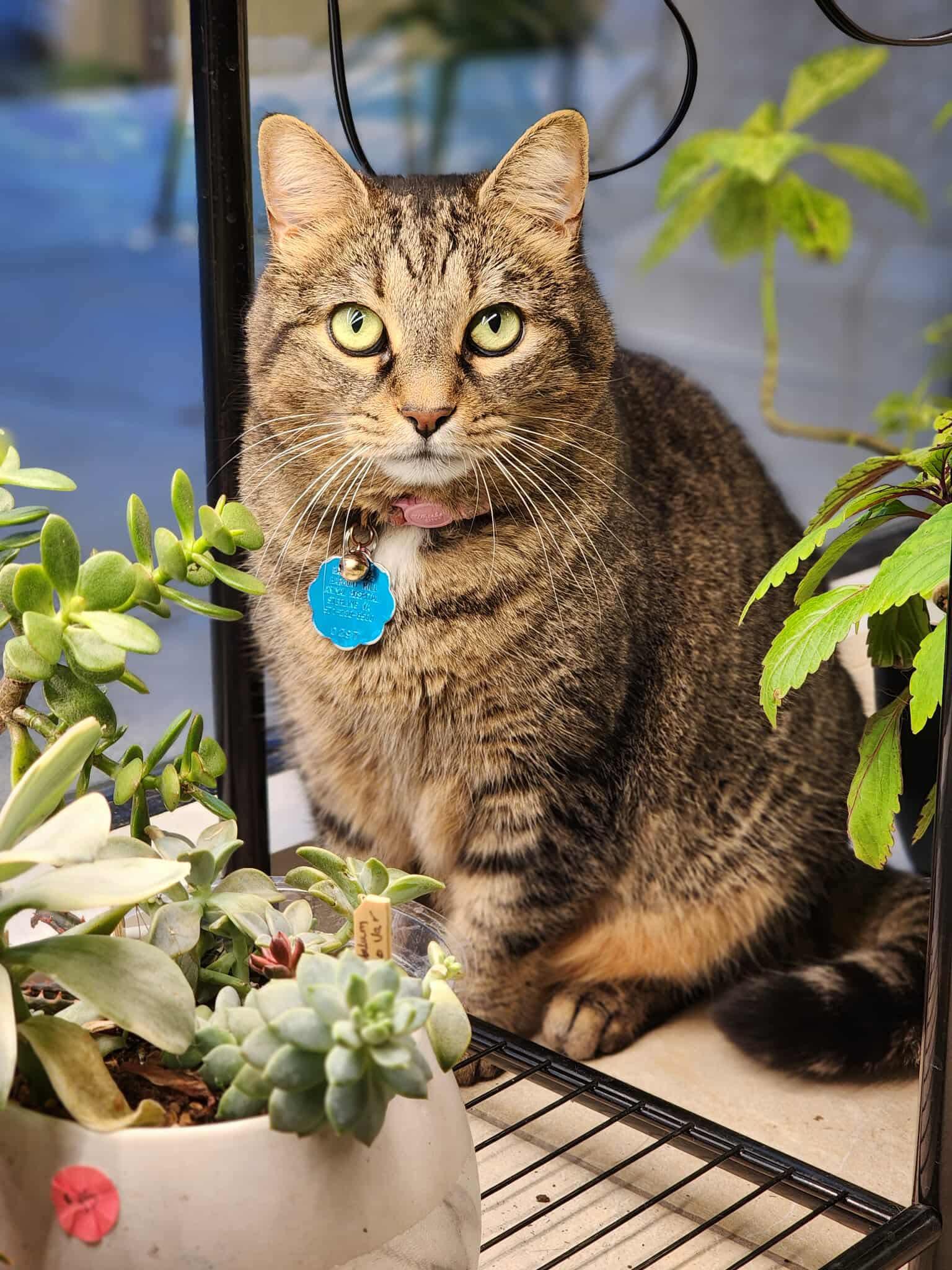 Pistachio, Adoptable, Adult Female Domestic Short Hair.