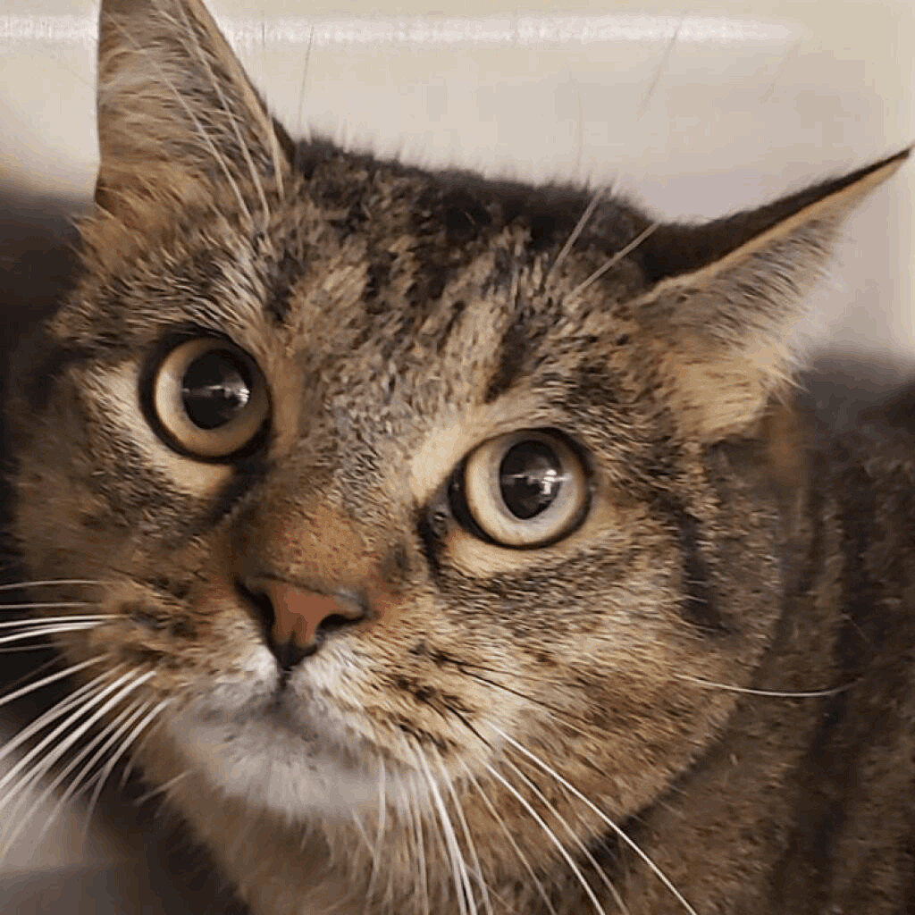 Pistachio, a Adoptable Domestic Short Hair in Sterling, VA image 2/6