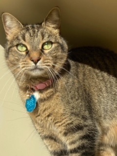 Pistachio, a Adoptable Domestic Short Hair in Sterling, VA image 5/6