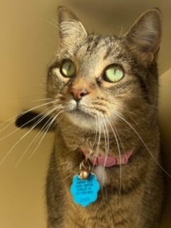 Pistachio, a Adoptable Domestic Short Hair in Sterling, VA image 6/6