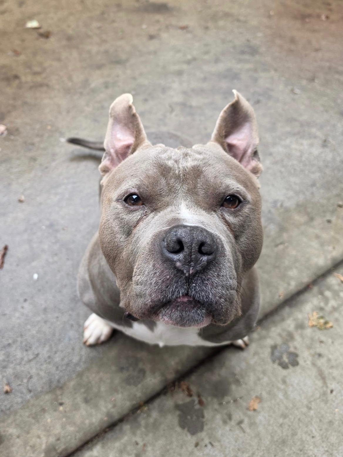 Bluey, Adoptable, Adult Male Mixed Breed.