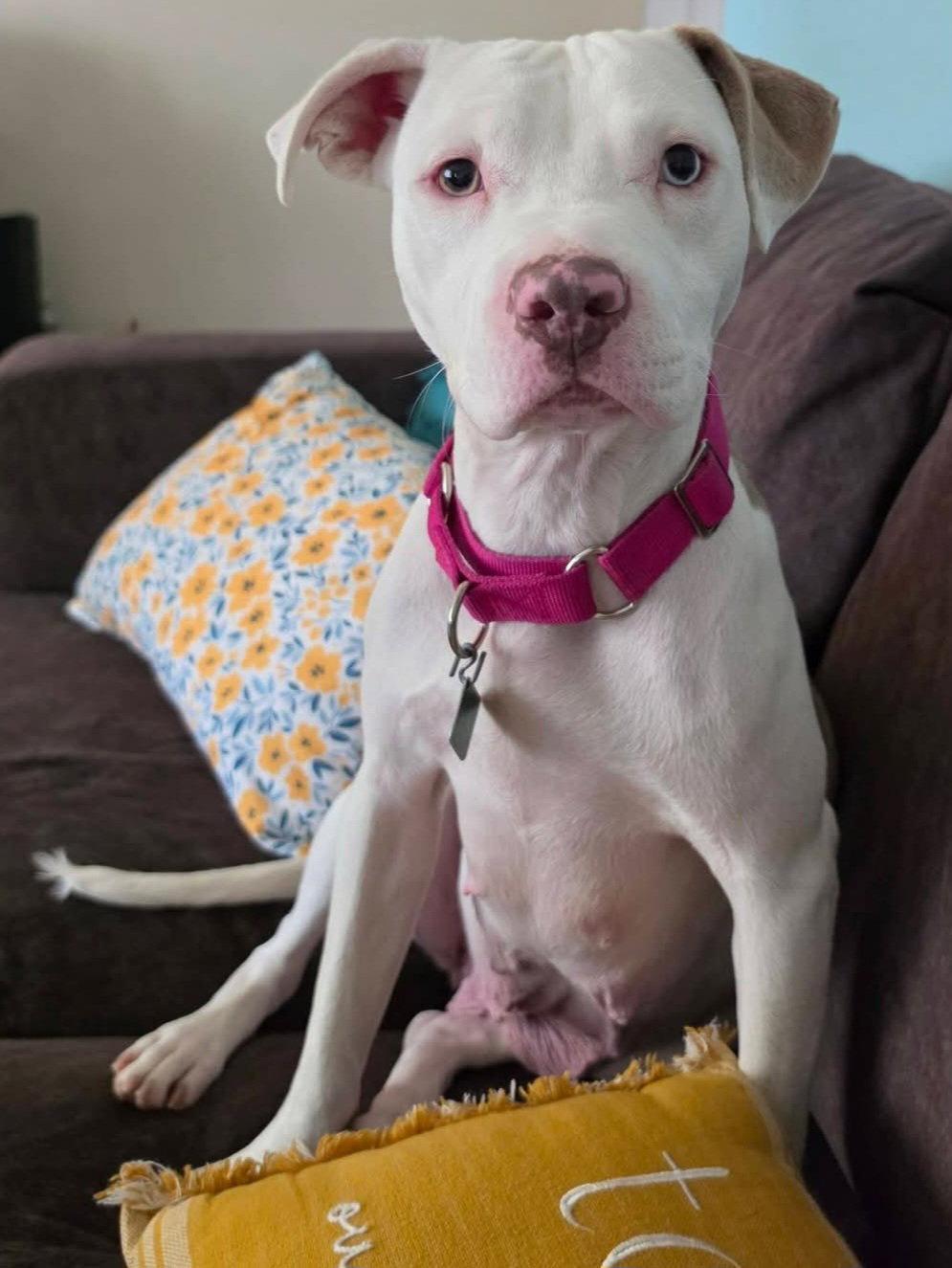 Lottie *TRANSPORTATION AVAILABLE*, Adoptable, Adult Female Pit Bull Terrier.