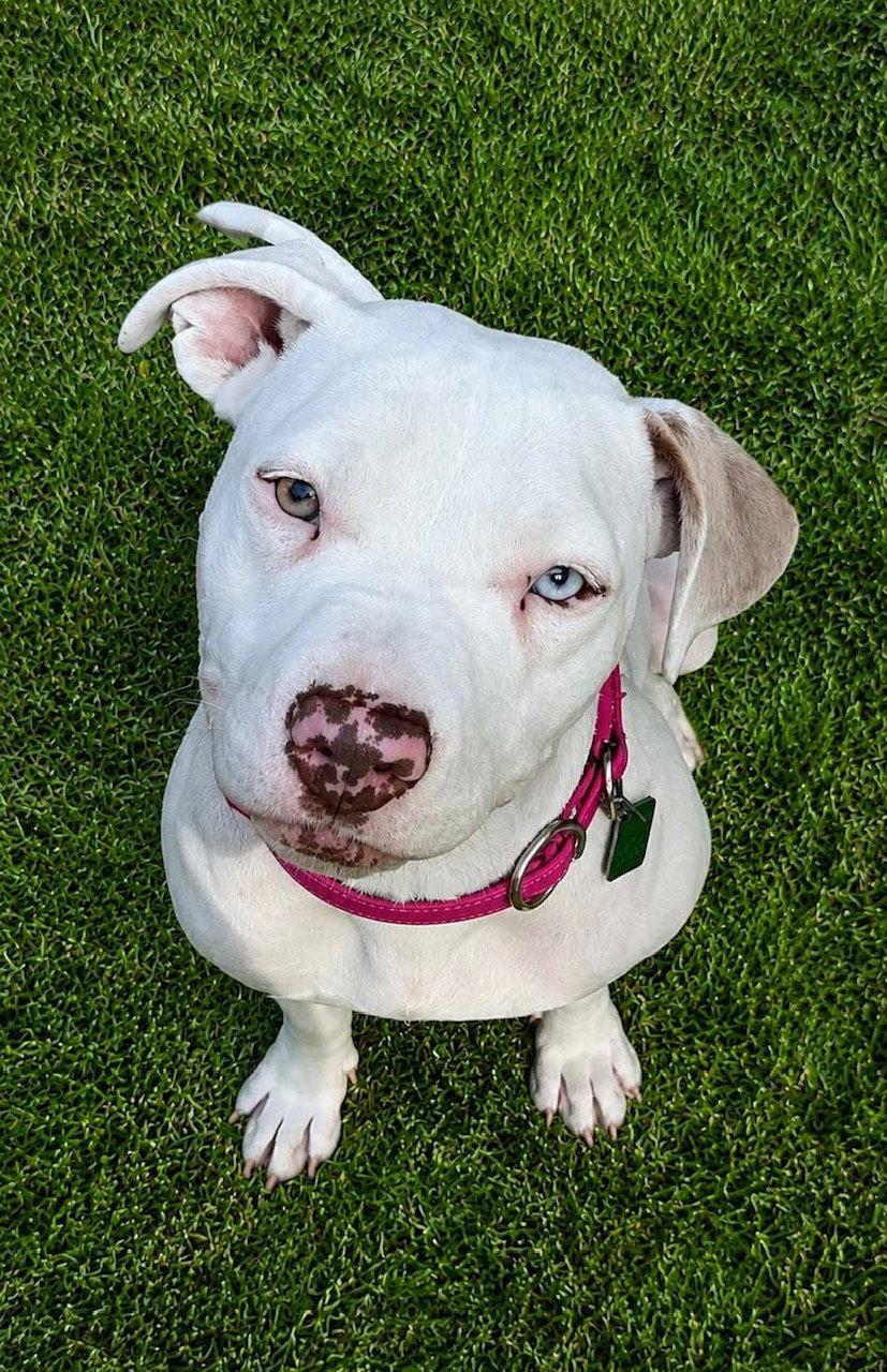 Enlarge Lottie *TRANSPORTATION AVAILABLE*, a Adoptable Pit Bull Terrier in Oxford, MI image 2/3