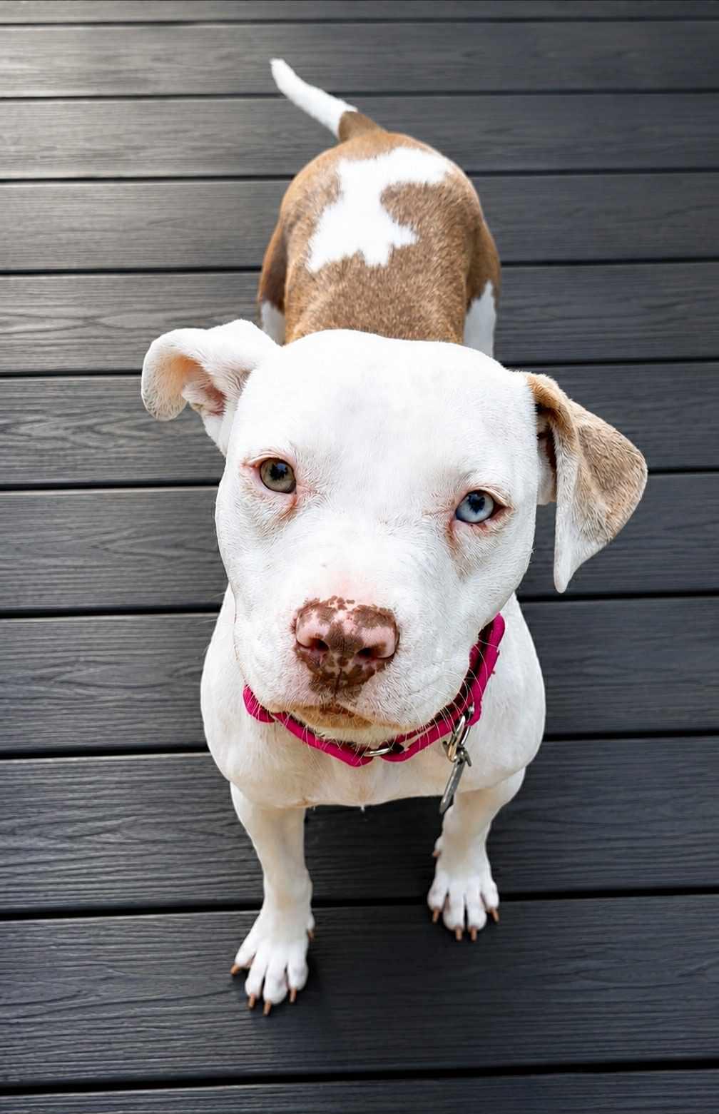 Enlarge Lottie *TRANSPORTATION AVAILABLE*, a Adoptable Pit Bull Terrier in Oxford, MI image 3/3