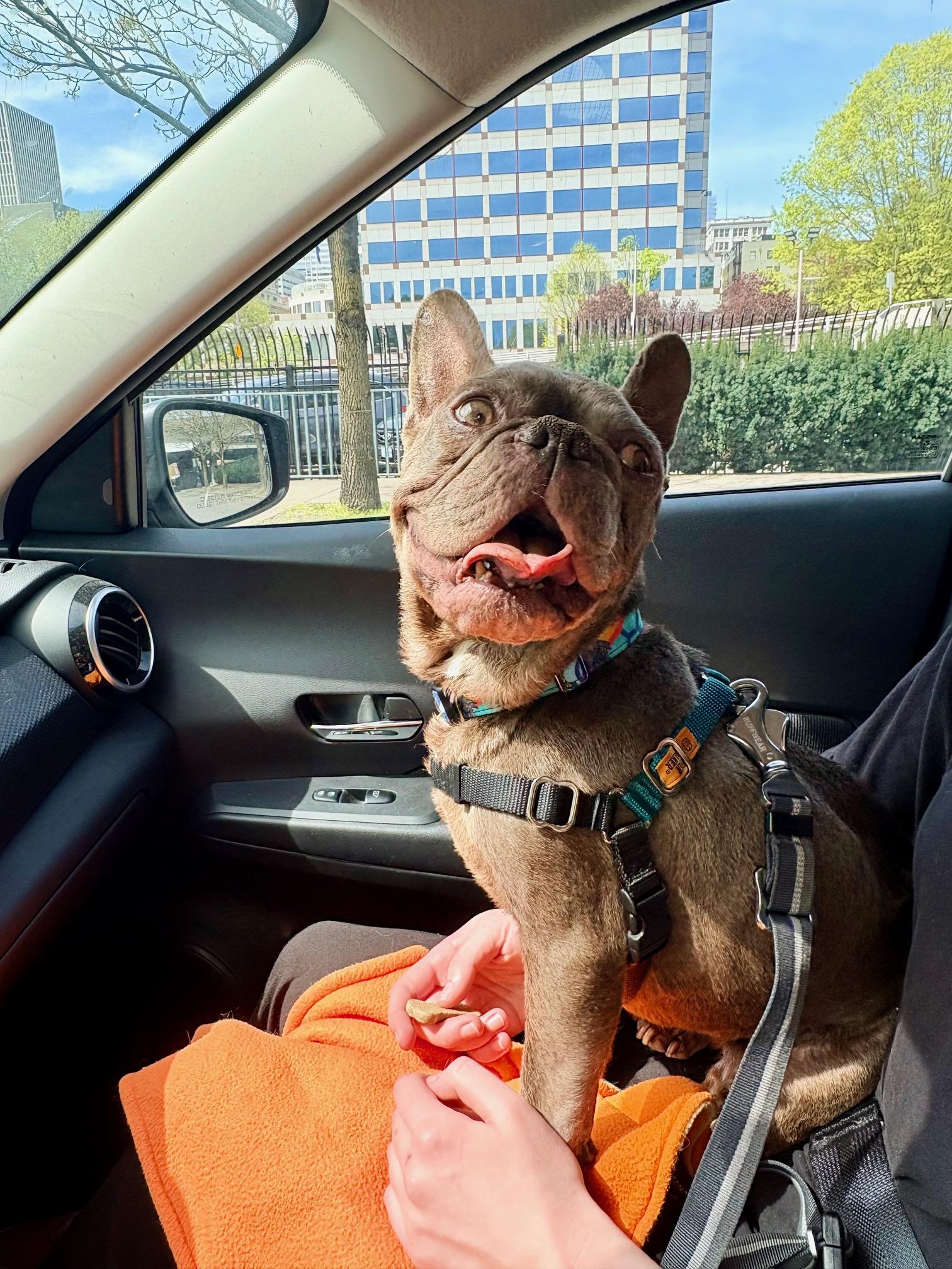 Enlarge Boggle, a Adoptable French Bulldog in Portland, OR image 2/6