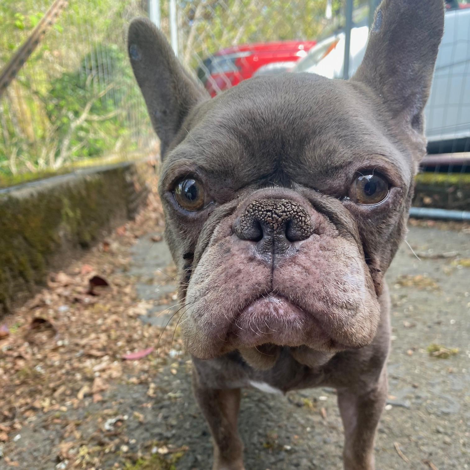 Enlarge Boggle, a Adoptable French Bulldog in Portland, OR image 3/6