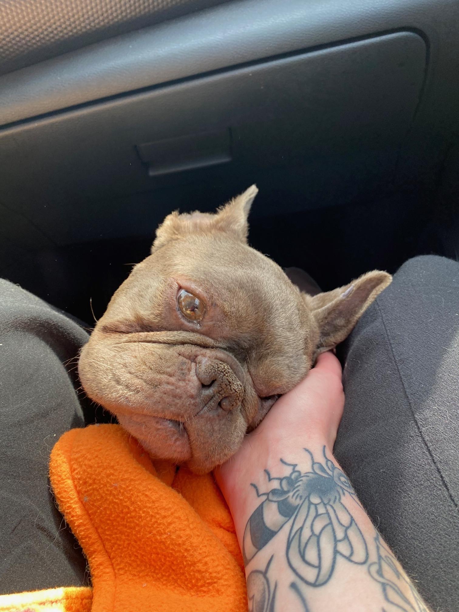 Enlarge Boggle, a Adoptable French Bulldog in Portland, OR image 4/6