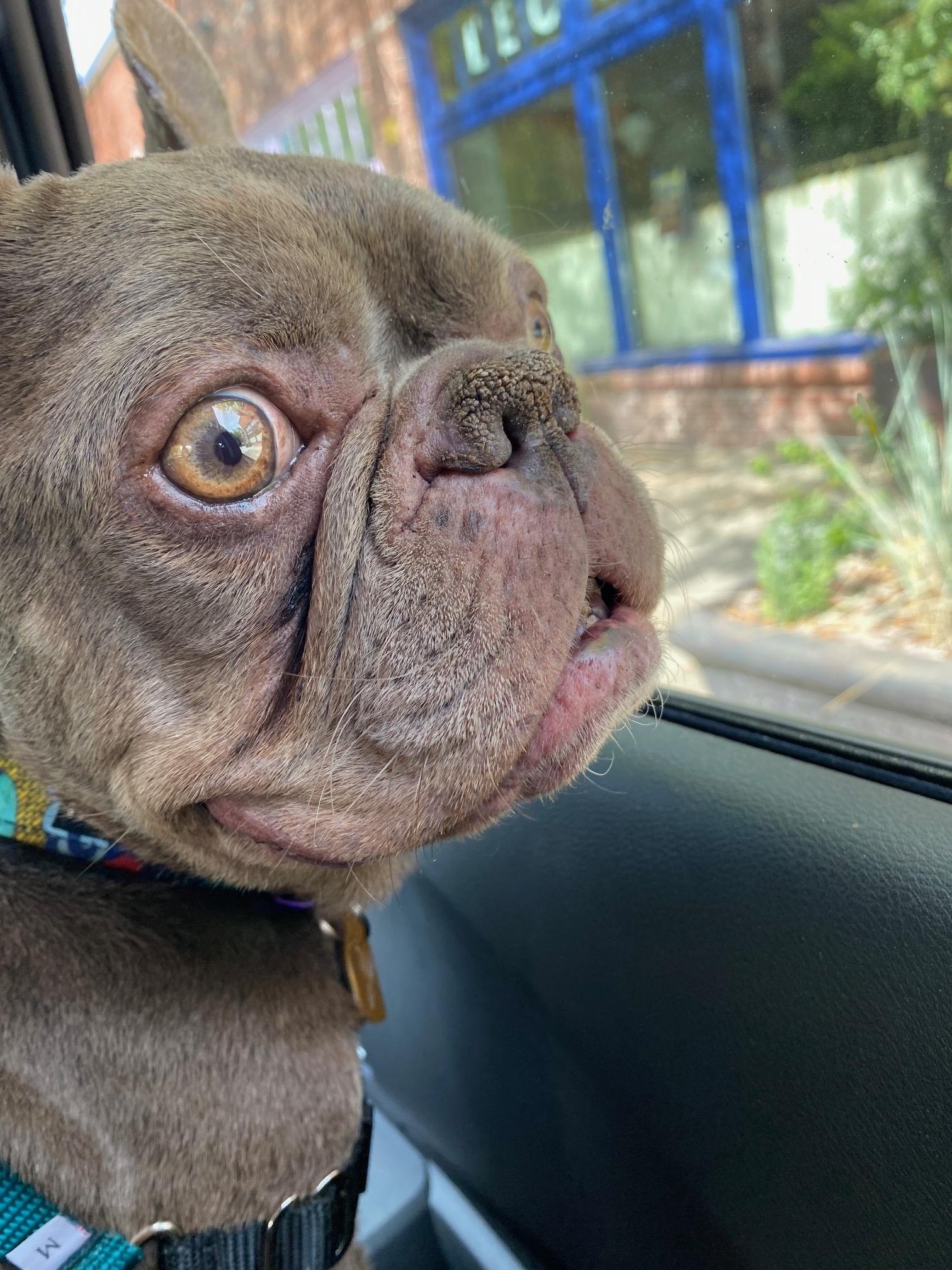 Enlarge Boggle, a Adoptable French Bulldog in Portland, OR image 5/6