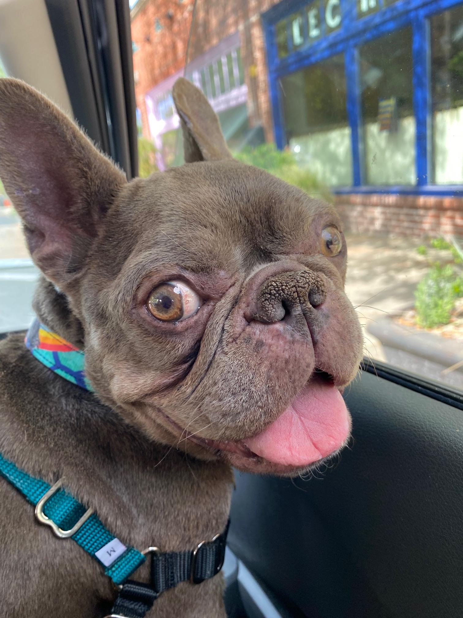 Enlarge Boggle, a Adoptable French Bulldog in Portland, OR image 6/6