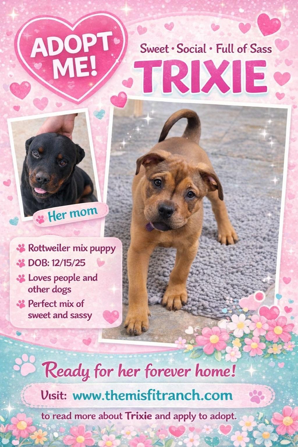 Enlarge Trixie, a Adoptable mixed breed in Murrieta, CA image 4/6