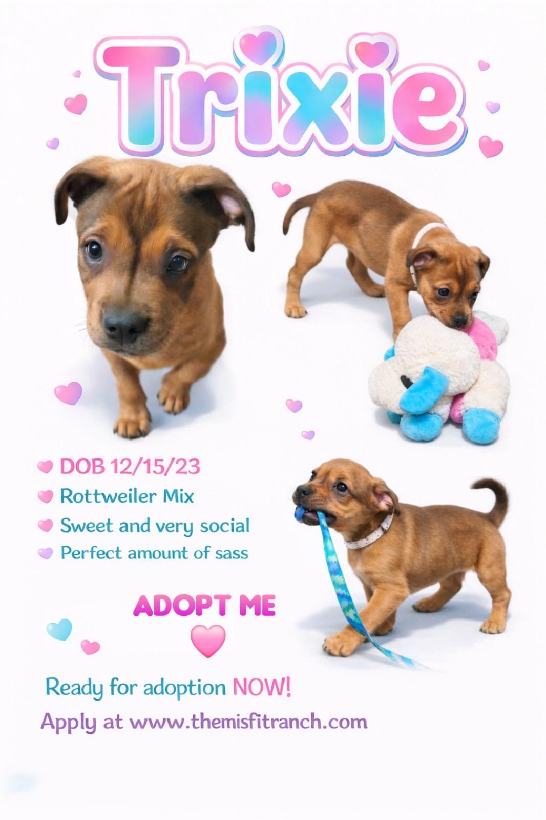 Enlarge Trixie, a Adoptable mixed breed in Murrieta, CA image 3/6