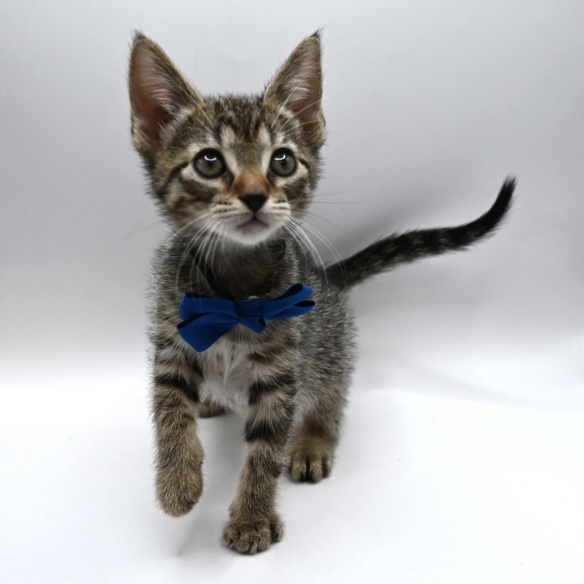 Danny.  (Loves Kids), ADOPTABLE, Kitten Male Tabby.