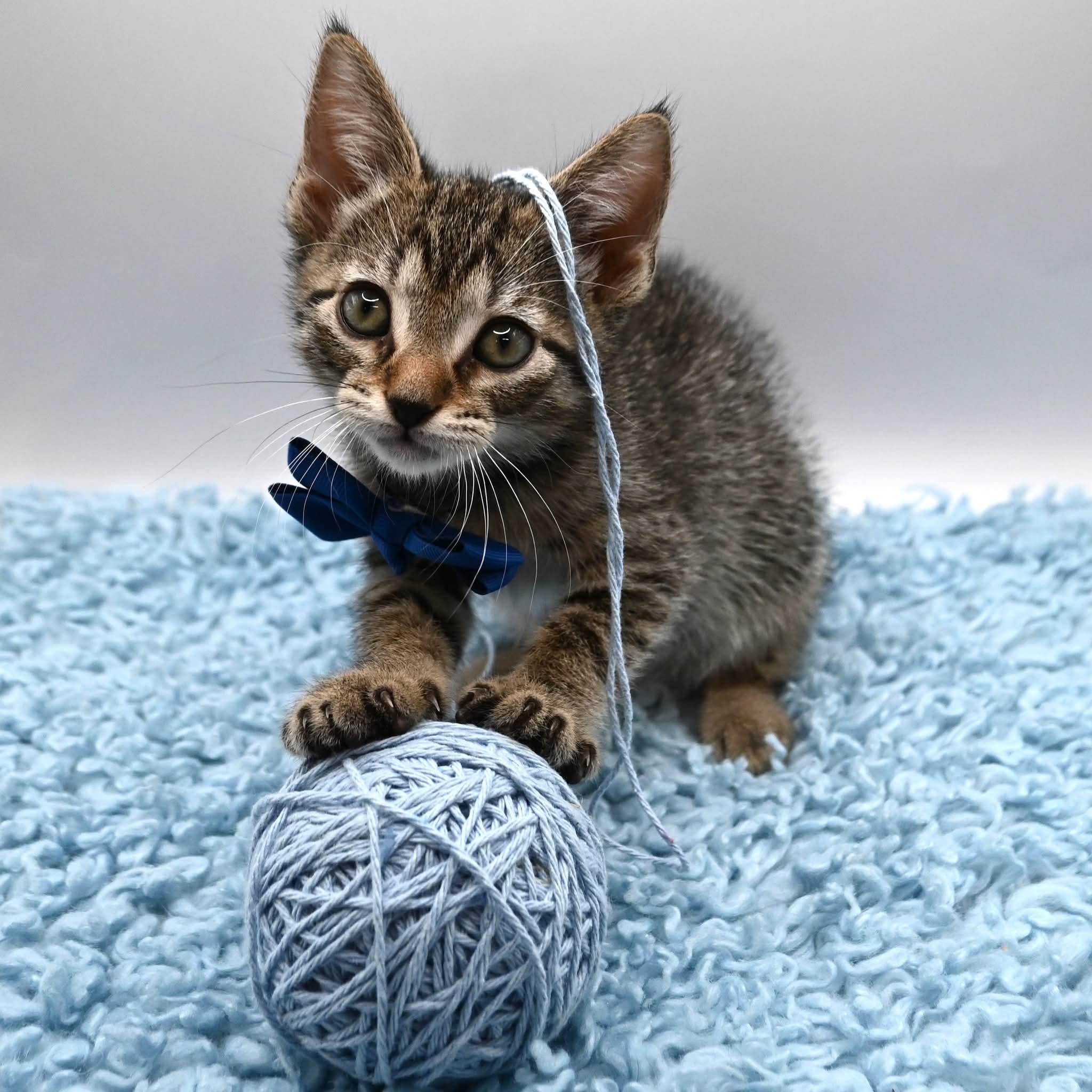 Enlarge Danny.  (Loves Kids), a ADOPTABLE mixed breed in Farmington, CT image 4/5