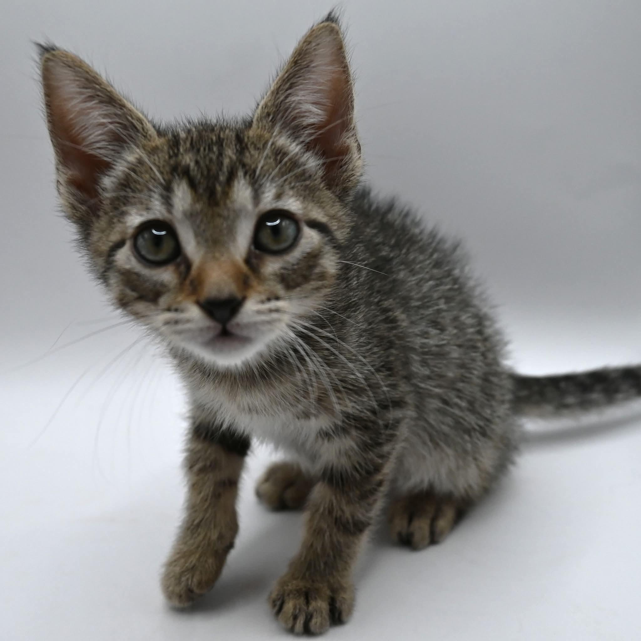 Enlarge Danny.  (Loves Kids), a ADOPTABLE mixed breed in Farmington, CT image 3/5