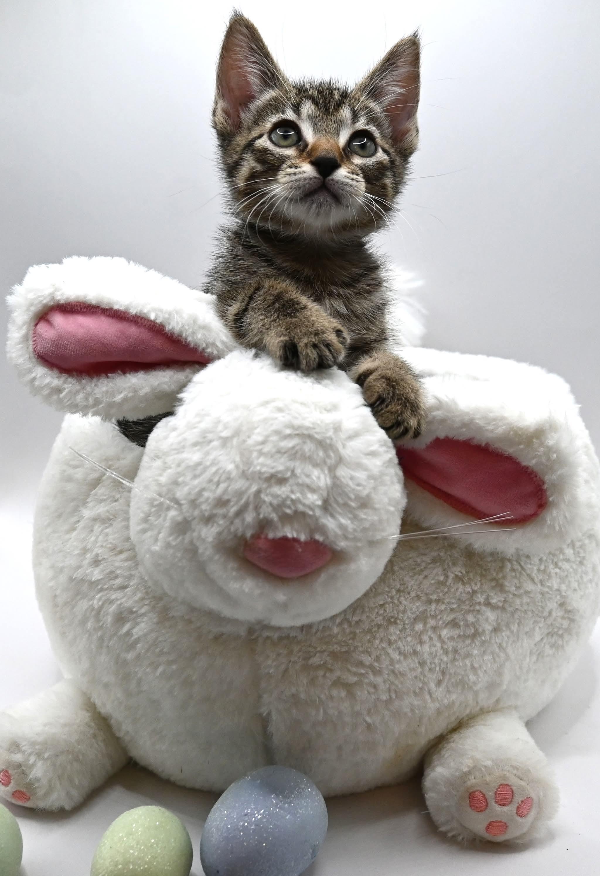 Enlarge Danny.  (Loves Kids), a ADOPTABLE mixed breed in Farmington, CT image 2/5