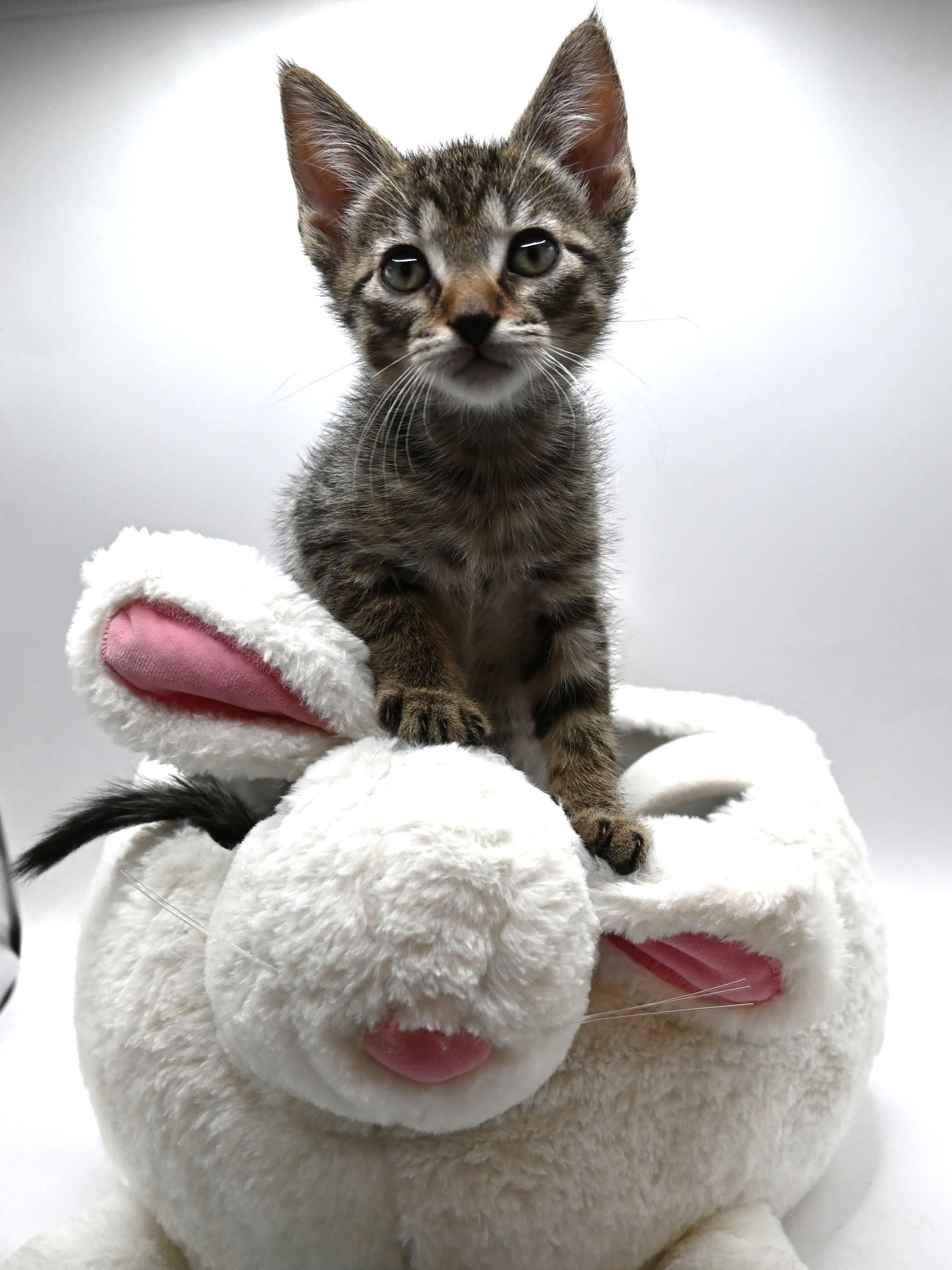 Enlarge Danny.  (Loves Kids), a ADOPTABLE mixed breed in Farmington, CT image 5/5