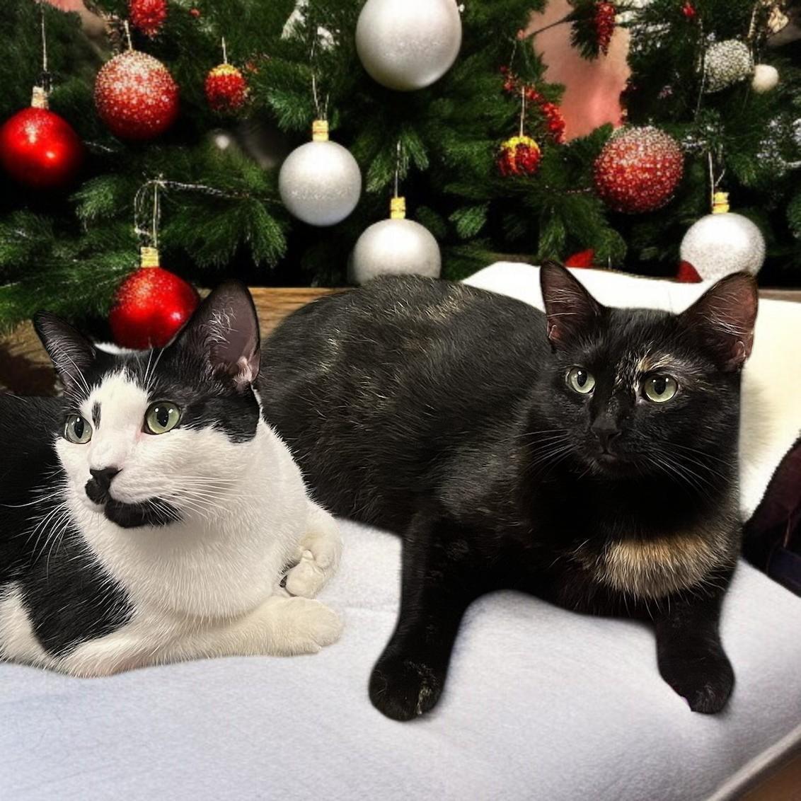 Harlee — A Playful Tortie with a Dash of Sass