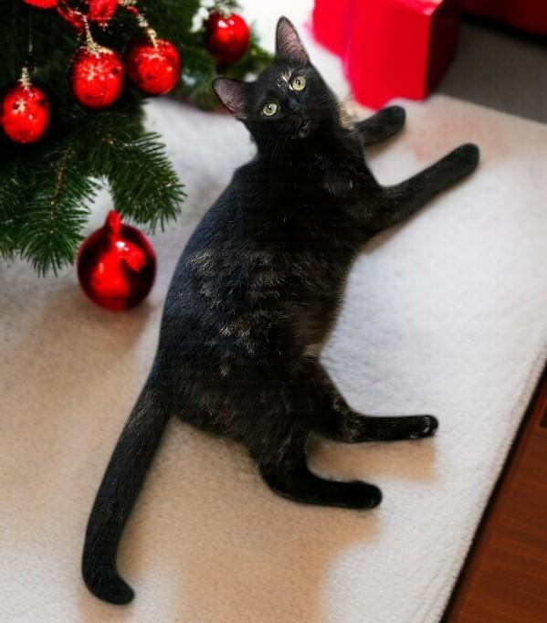 Harlee — A Playful Tortie with a Dash of Sass