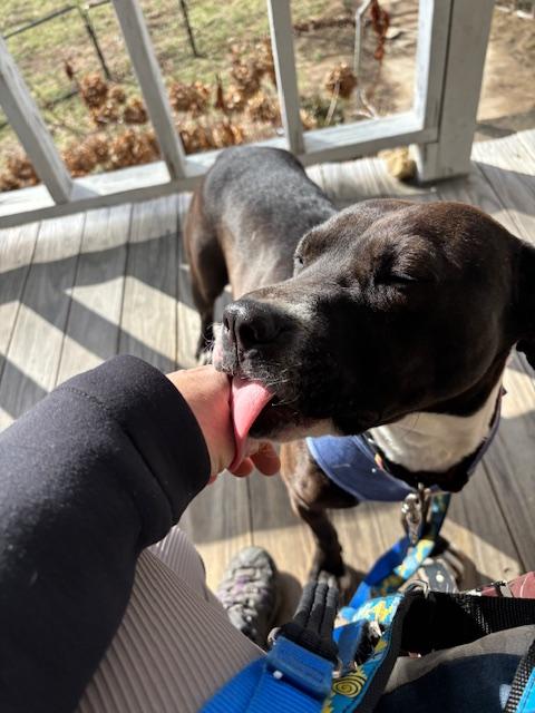 Loretta, ADOPTABLE, Young Female Pit Bull Terrier.