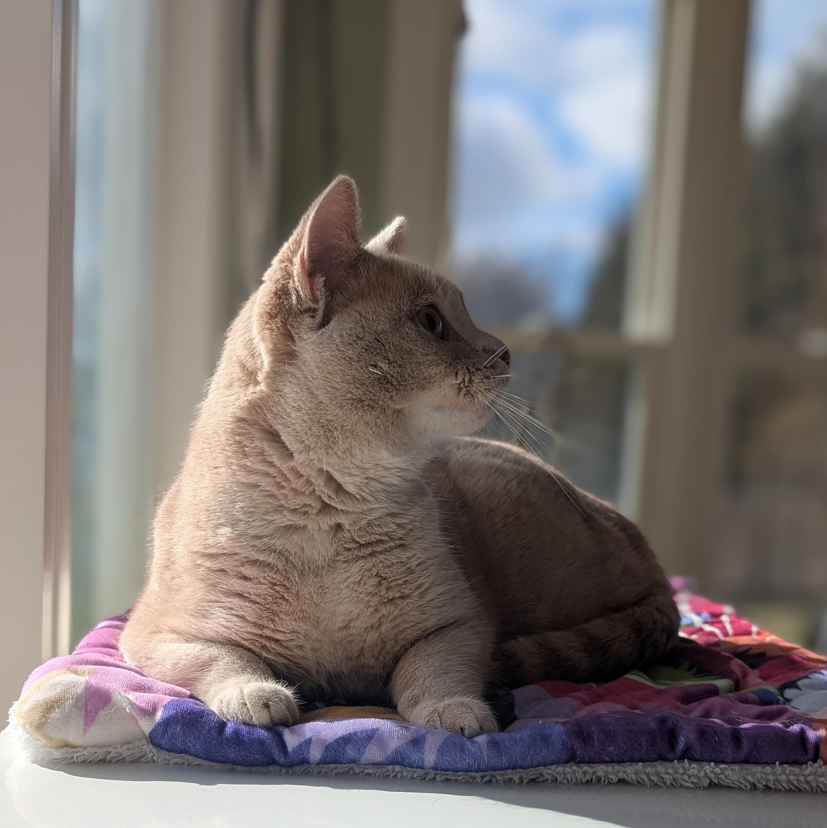 Buffy, a ADOPTABLE Domestic Short Hair in Quincy, OH image 4/4