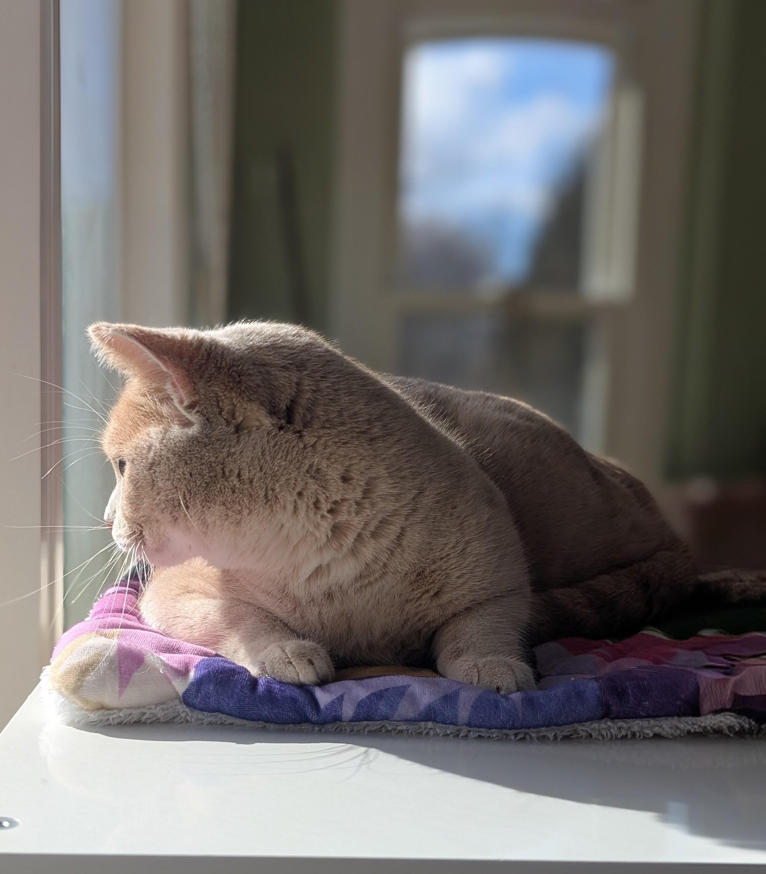 Buffy, a ADOPTABLE Domestic Short Hair in Quincy, OH image 3/4