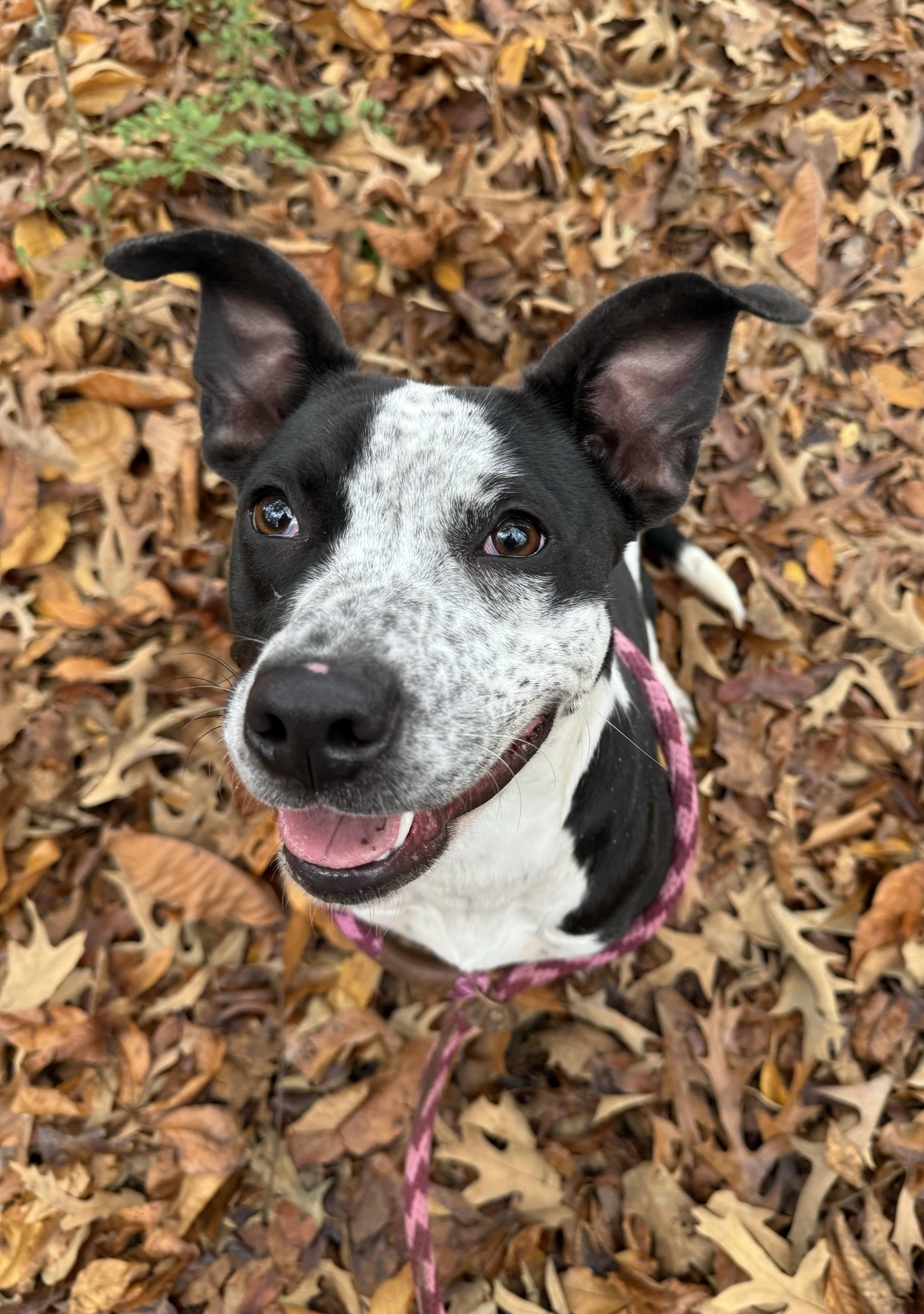 Enlarge Jenny, a Adopted mixed breed in Loudon, TN image 1/5