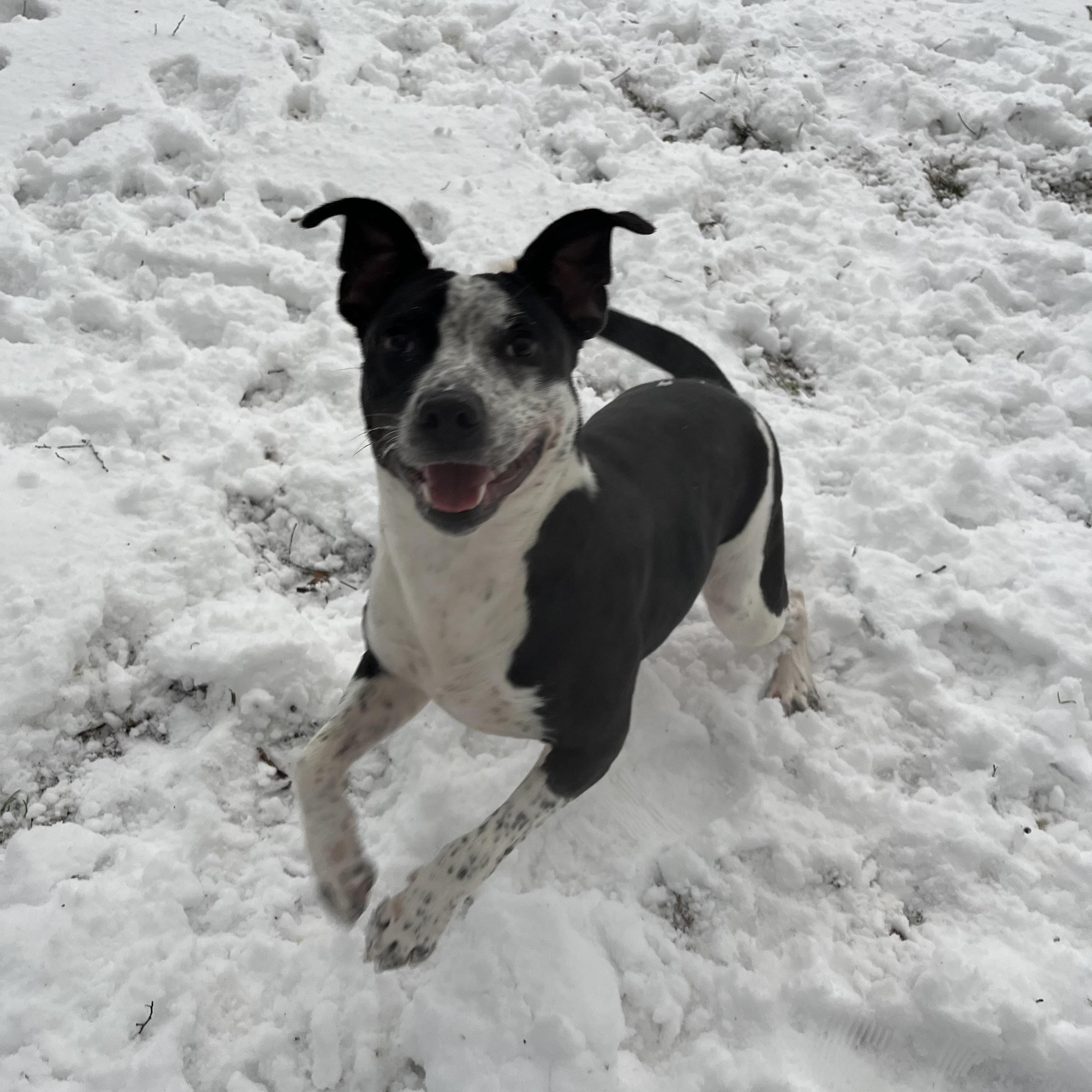 Enlarge Jenny, a Adopted mixed breed in Loudon, TN image 3/5
