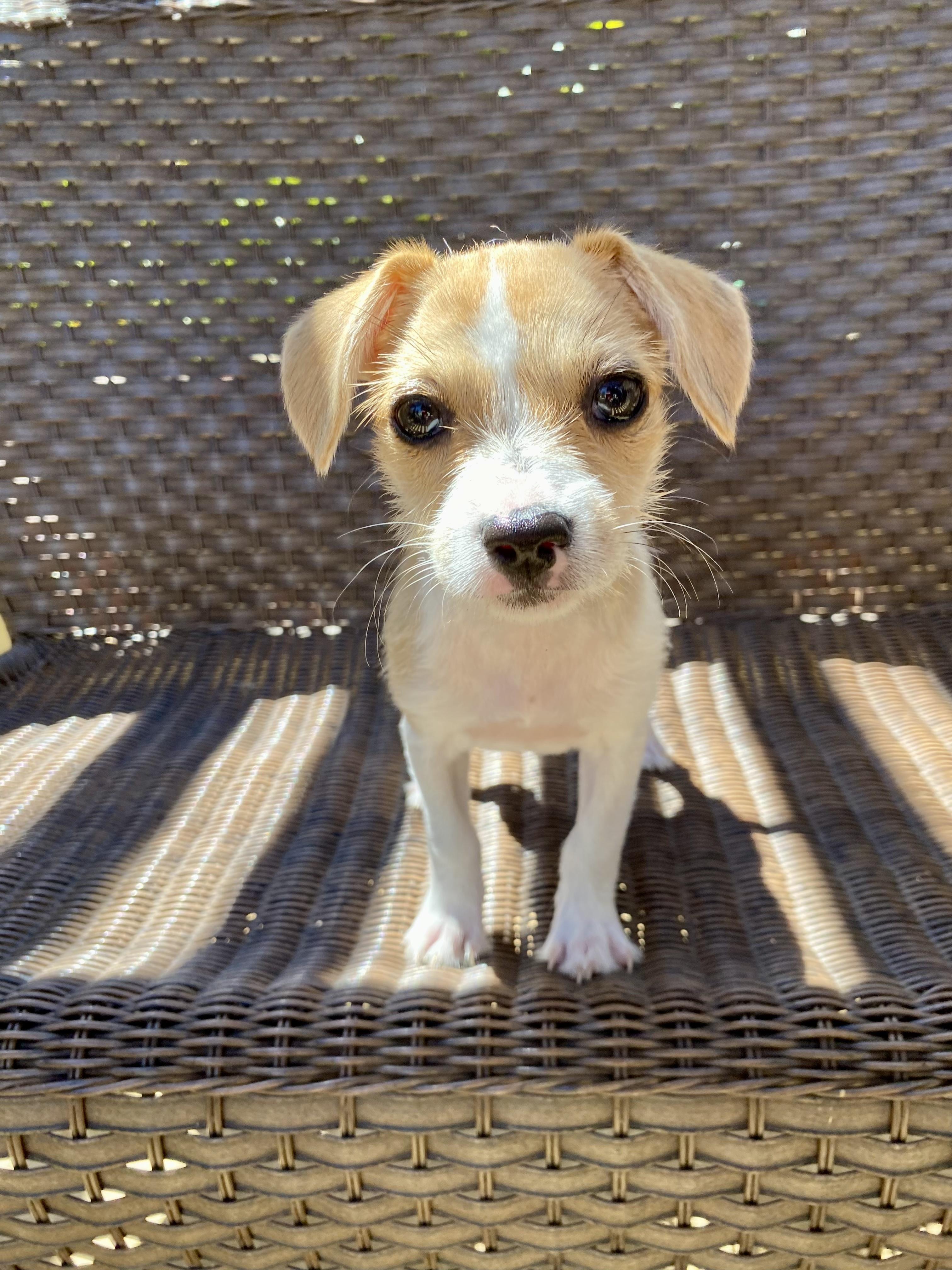 Enlarge Baby Sky, a Adopted mixed breed in Sunset Beach , CA image 1/6
