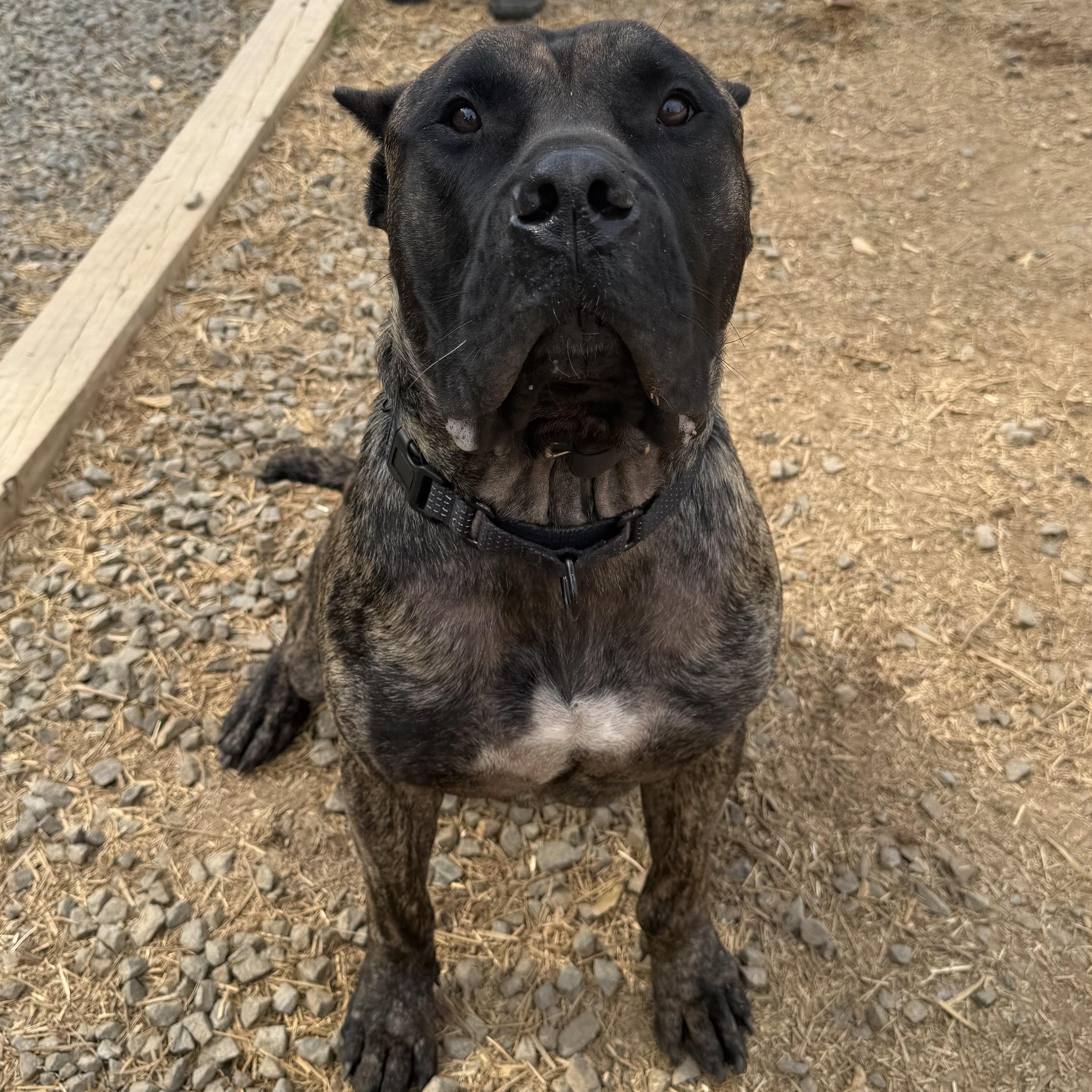 Enlarge Tigger, a ADOPTABLE Presa Canario in Manassas, VA image 1/1