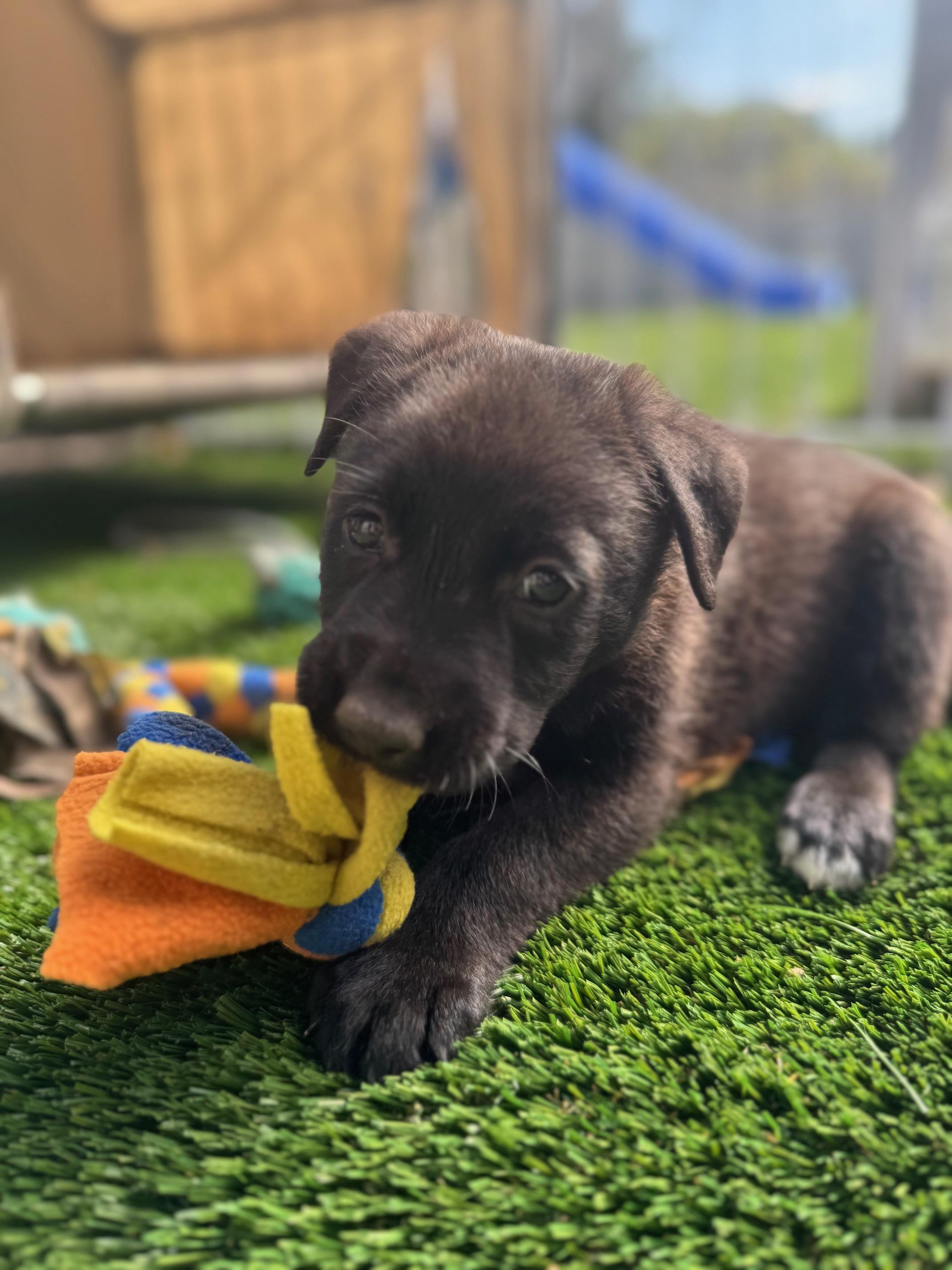 Bobby, a Adoptable Mixed Breed in Burbank, CA image 2/4