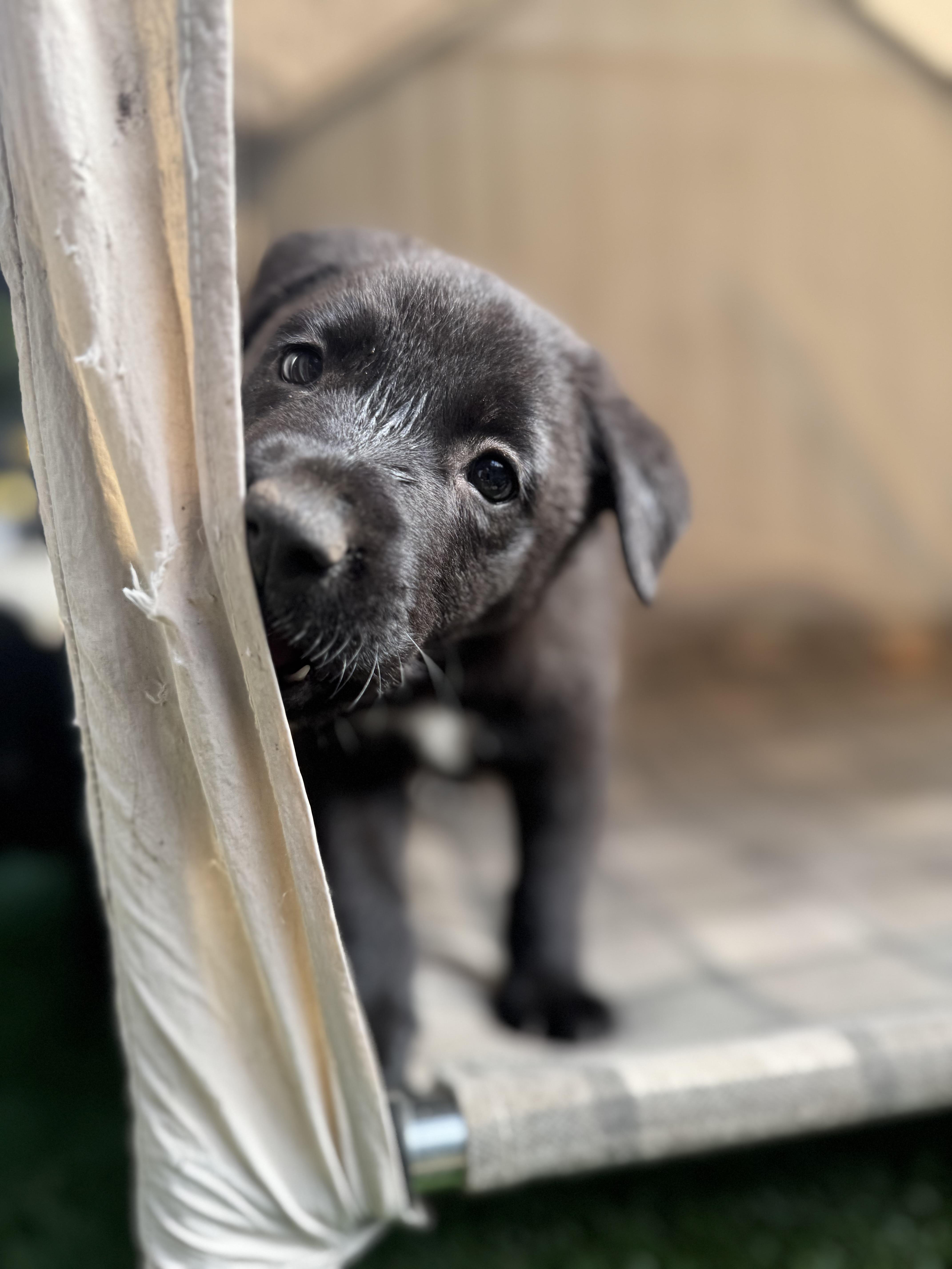 Bobby, a Adoptable Mixed Breed in Burbank, CA image 3/4