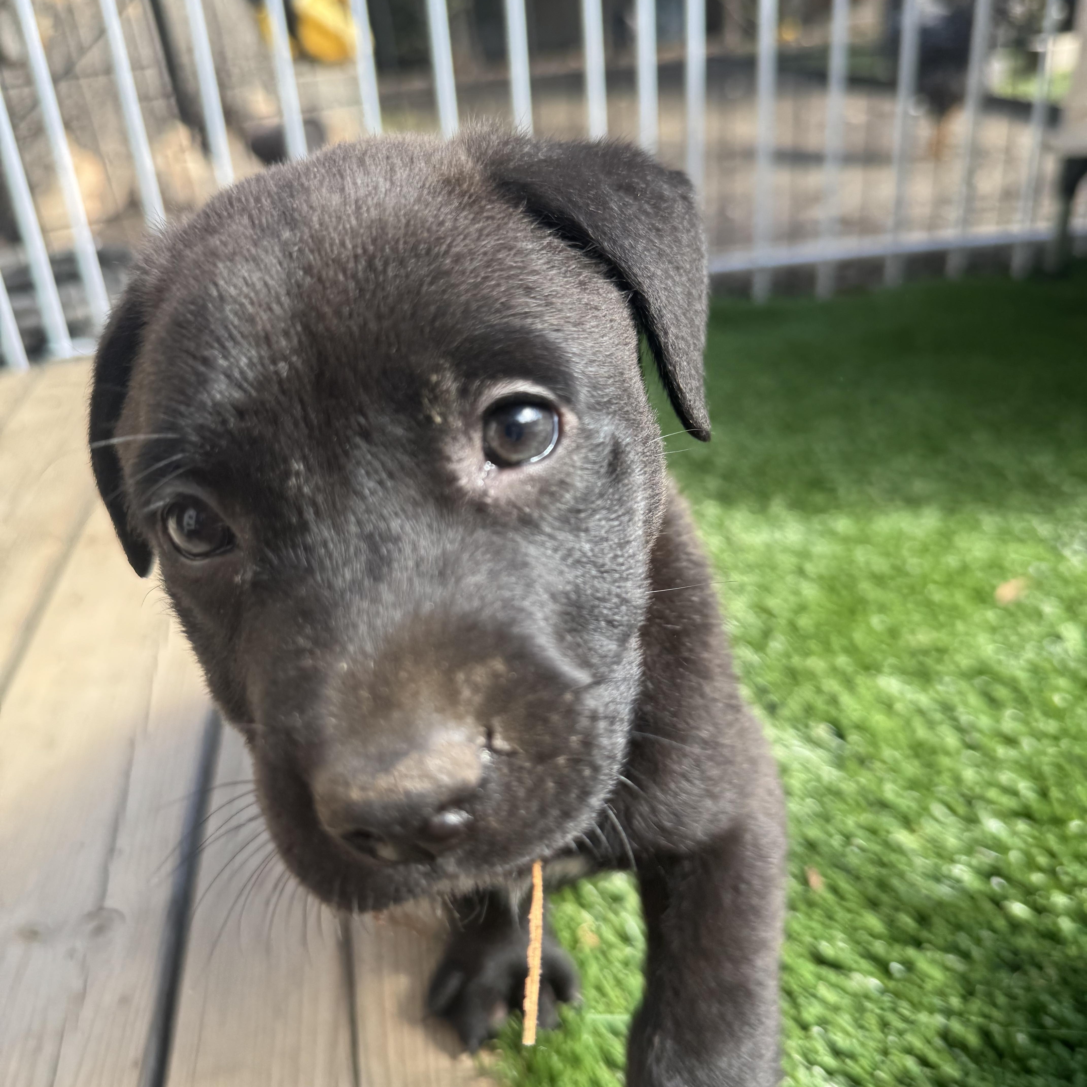 Bobby, a Adoptable Mixed Breed in Burbank, CA image 4/4