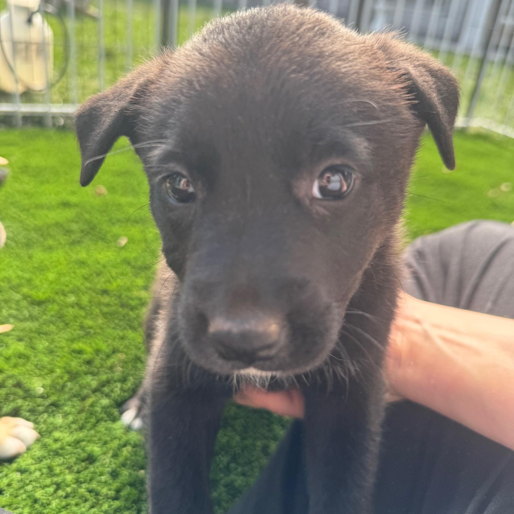 Bobby, Adoptable, Puppy Male Mixed Breed.