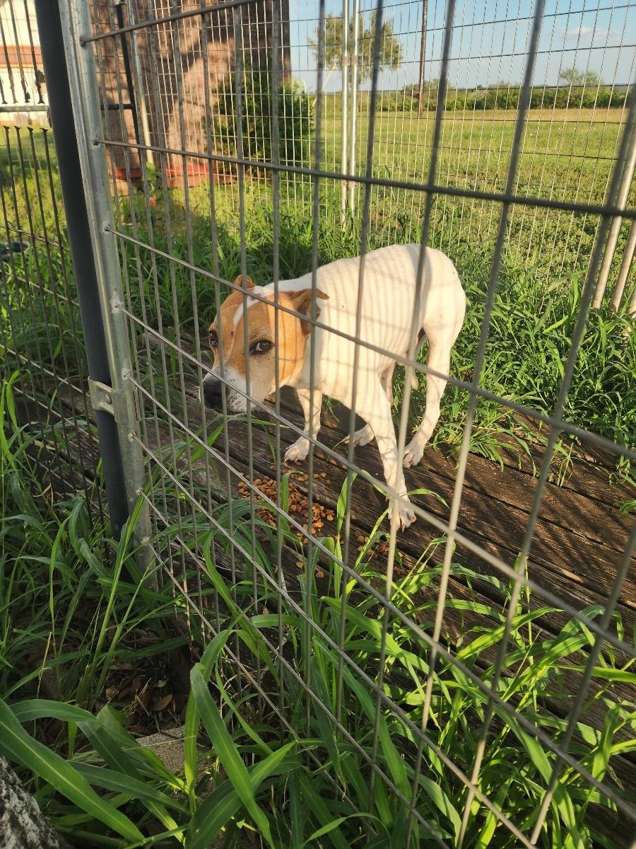 Bradley Boy, a ADOPTABLE mixed breed in Beeville, TX image 2/4