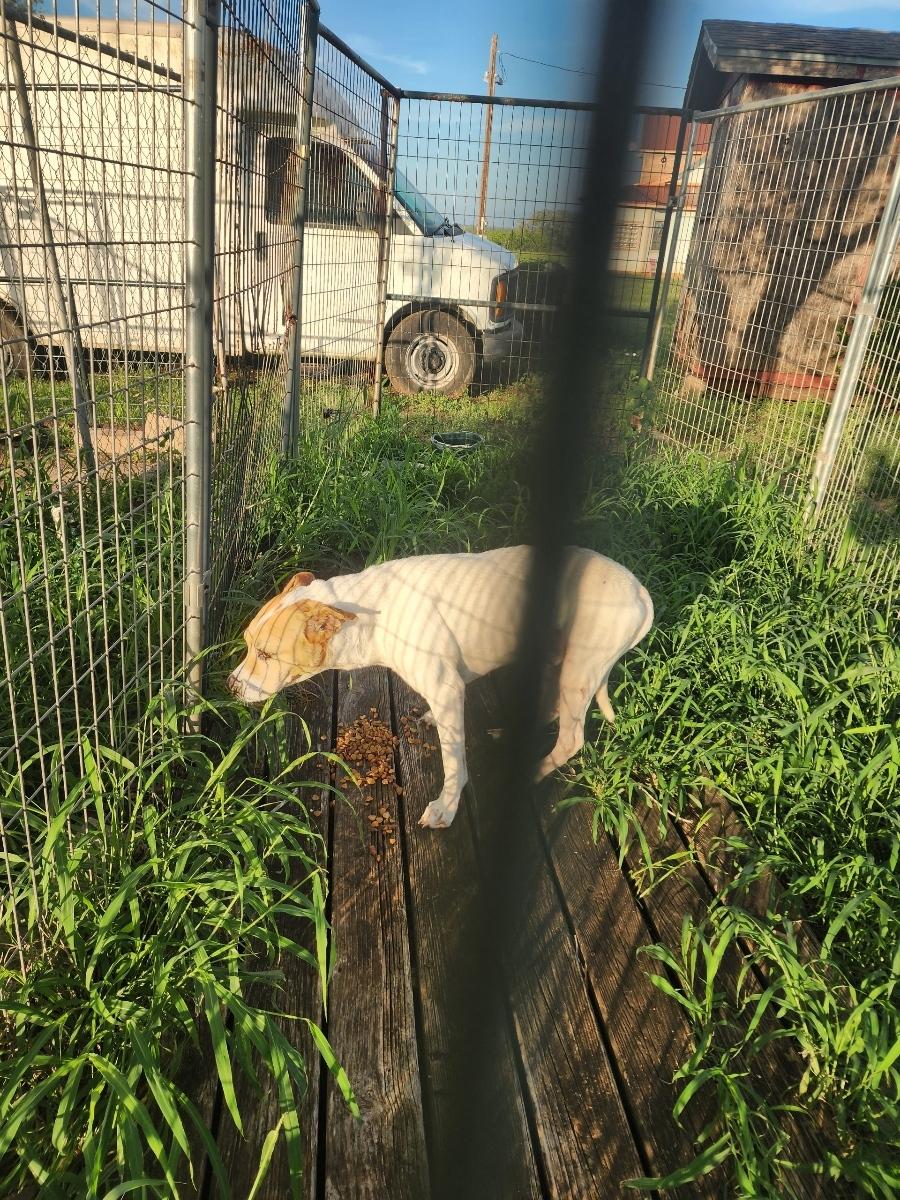 Bradley Boy, a ADOPTABLE mixed breed in Beeville, TX image 3/4