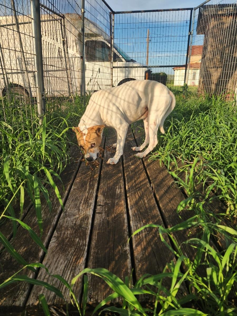 Bradley Boy, a ADOPTABLE mixed breed in Beeville, TX image 4/4